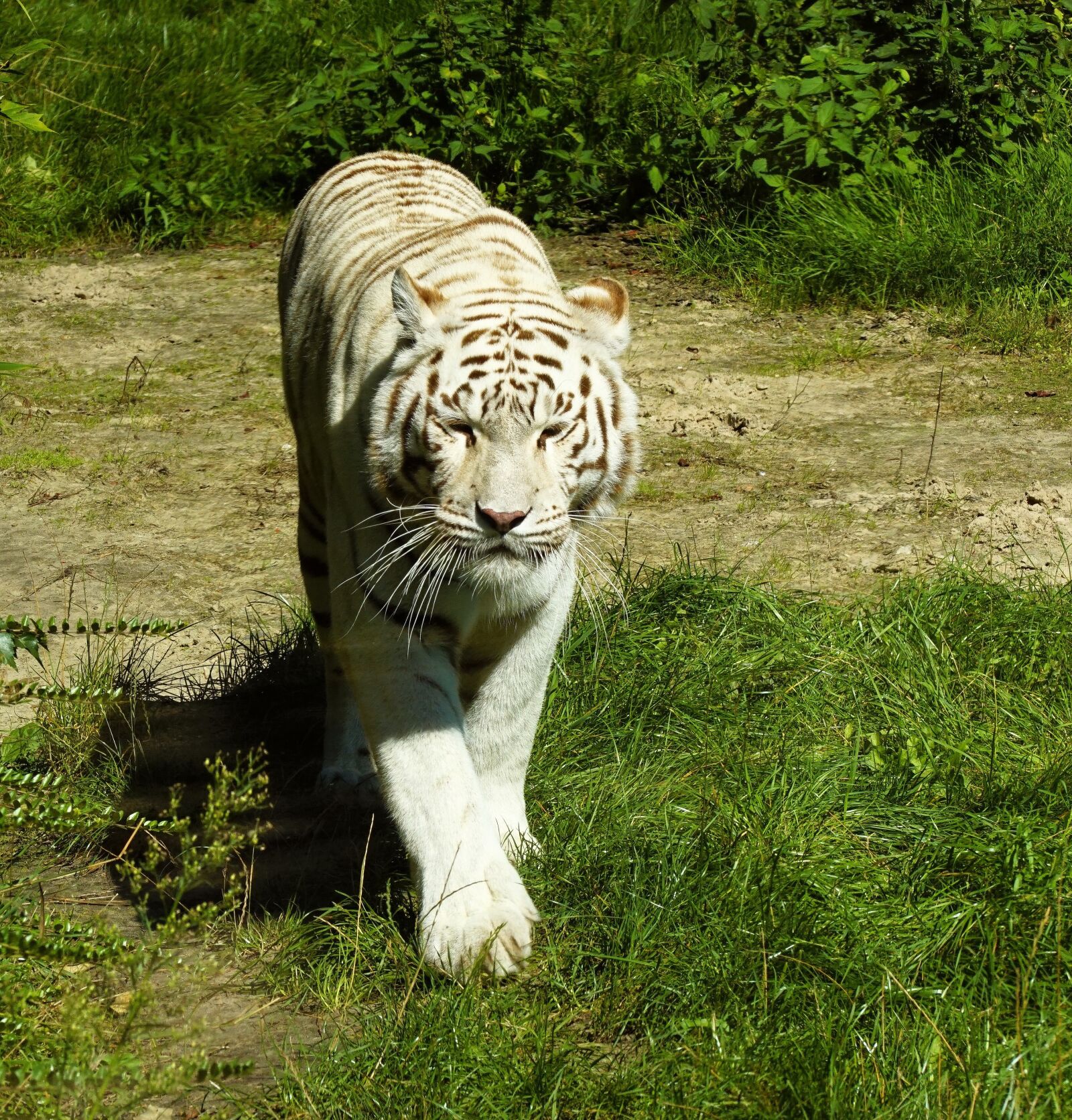 105mm F2.8 sample photo. White tiger, tiger, cat photography