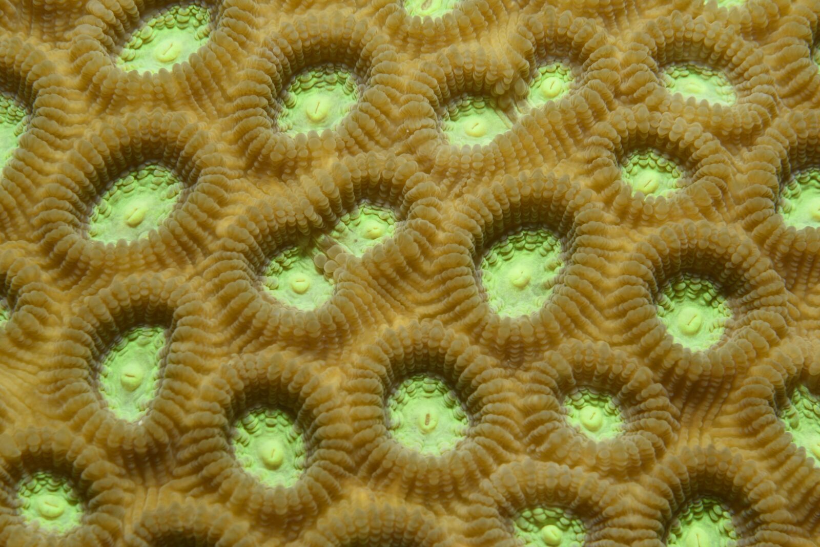 Nikon D750 sample photo. Coral, green, indonesia photography