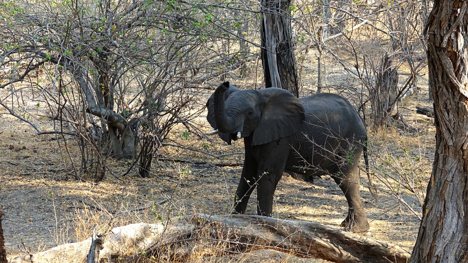 Sony Cyber-shot DSC-RX10 III sample photo. Elephant, botswana, drought photography