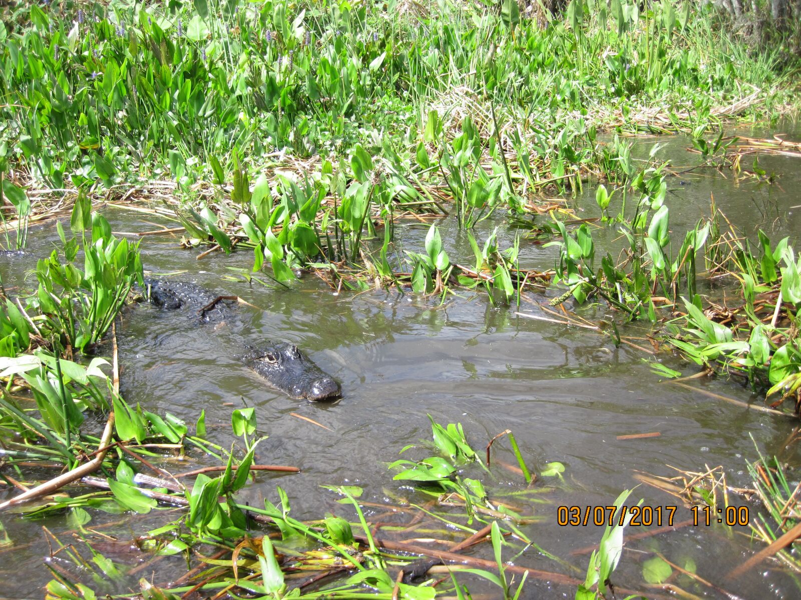 Canon PowerShot D10 sample photo. Alligator, gator, swamp photography