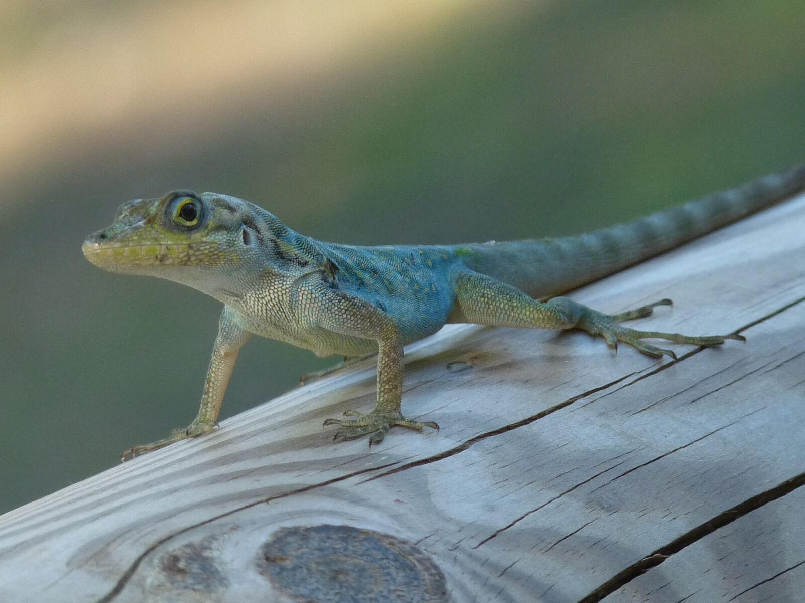 Panasonic Lumix DMC-FZ28 sample photo. Lizard, reptile, green photography
