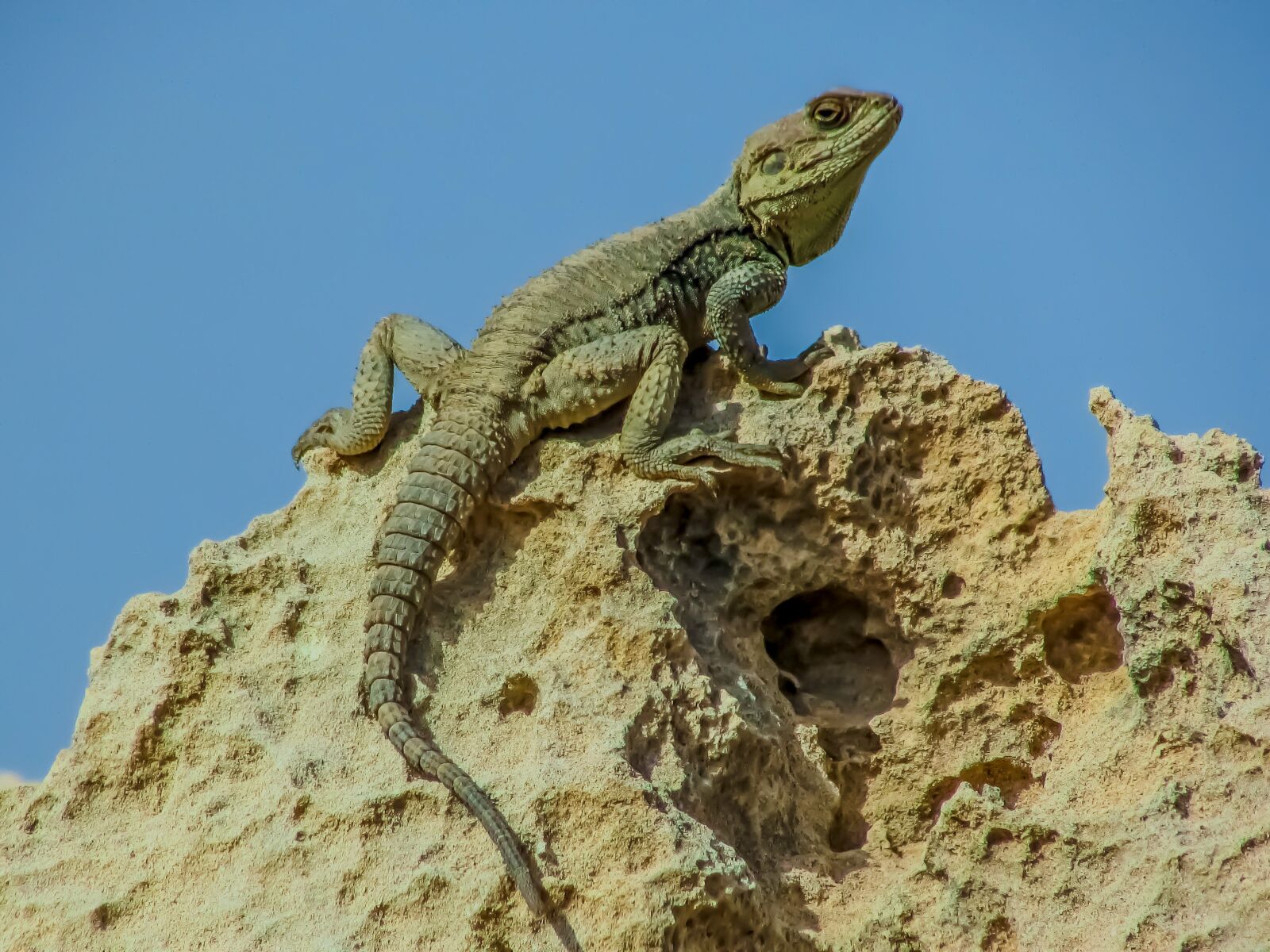 Canon PowerShot SX400 IS sample photo. Reptile, nature, lizard photography