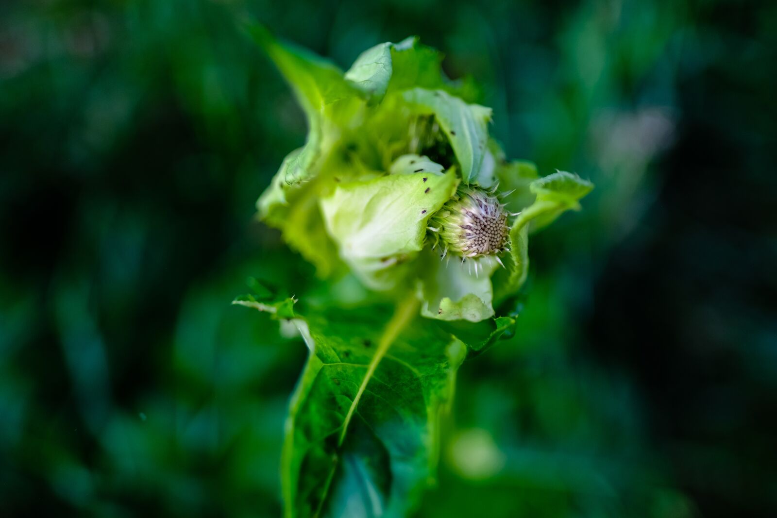 Fujifilm X-T2 + Fujifilm XF 16mm F1.4 R WR sample photo. Leaf, nature, plant photography