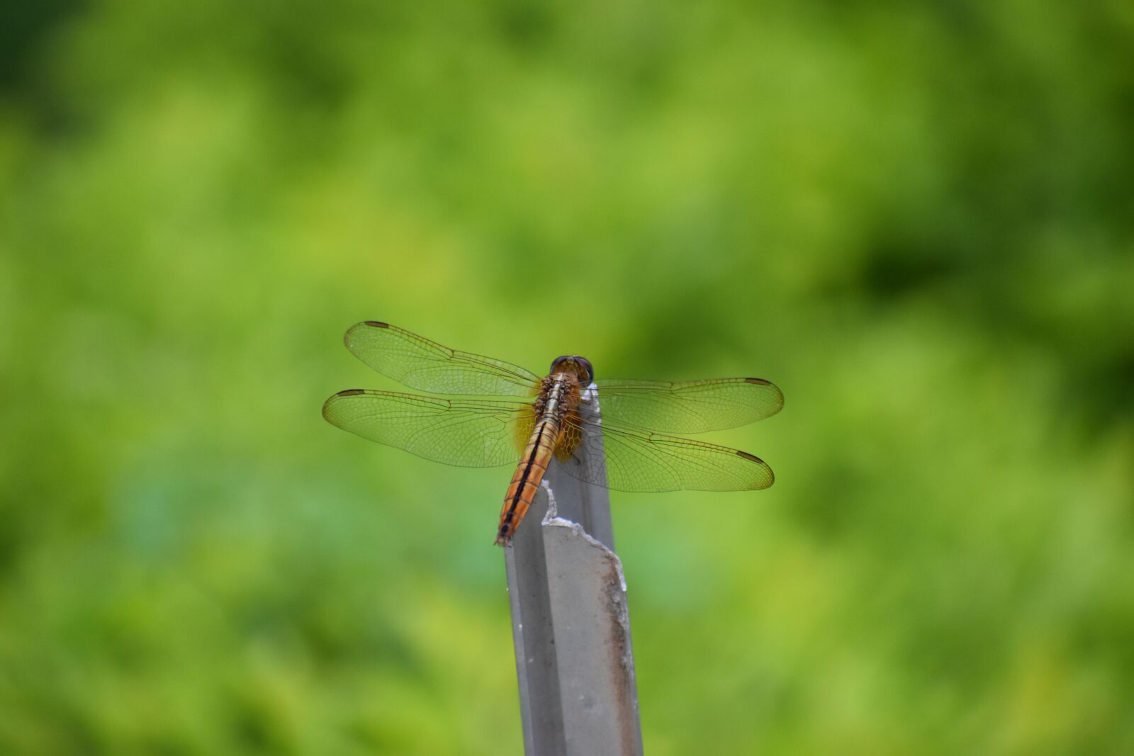 Nikon D5600 sample photo. Dragonfly, insect, bug photography