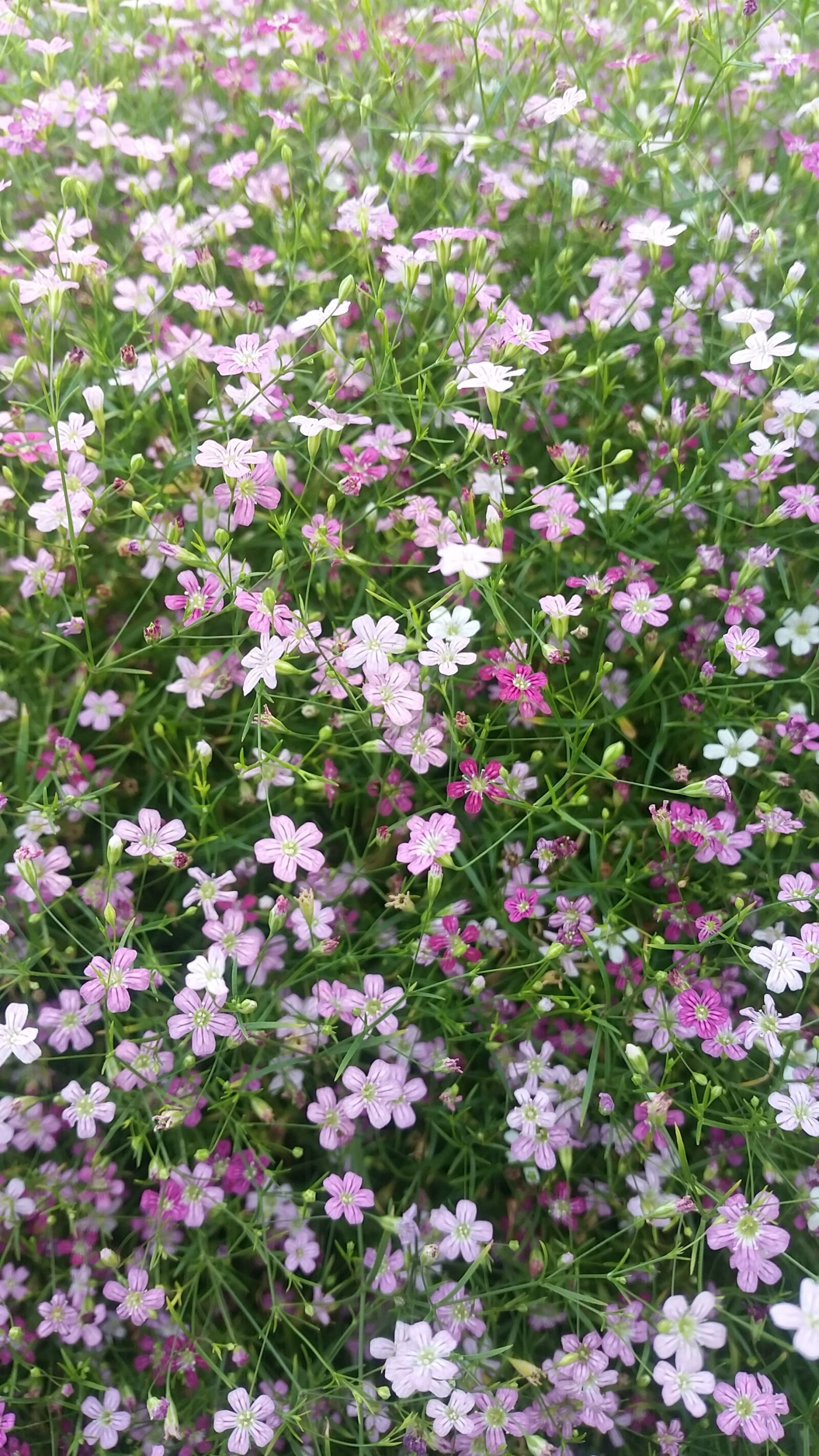 Samsung Galaxy S5 sample photo. Garden, flower, floral photography