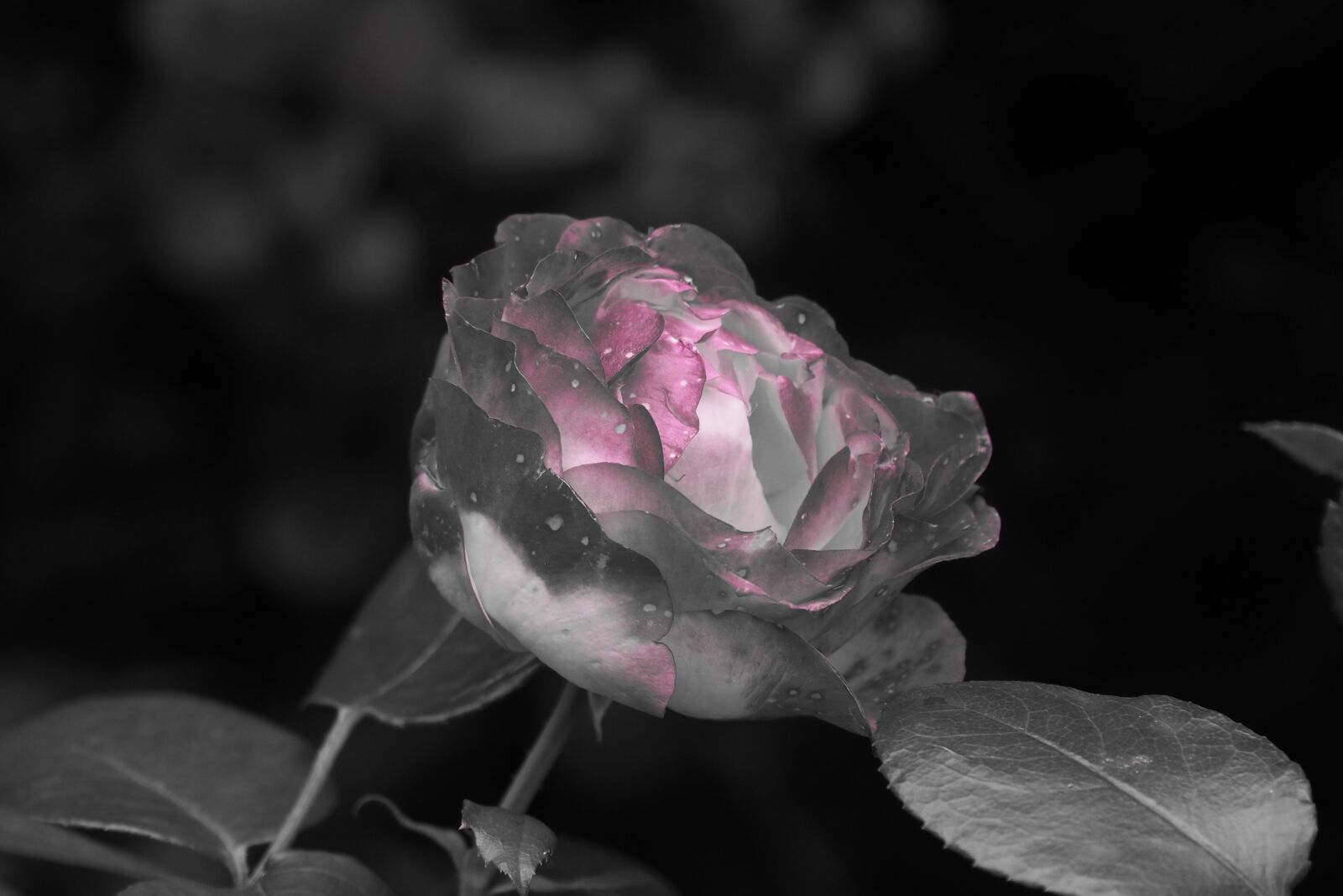 Olympus OM-D E-M10 II sample photo. Rose, flower, garden photography