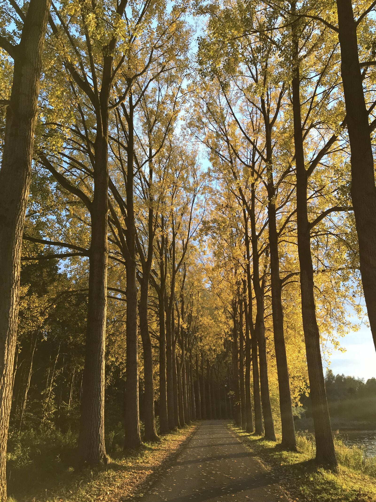 Apple iPhone 7 sample photo. Autumn, trees, hiking photography