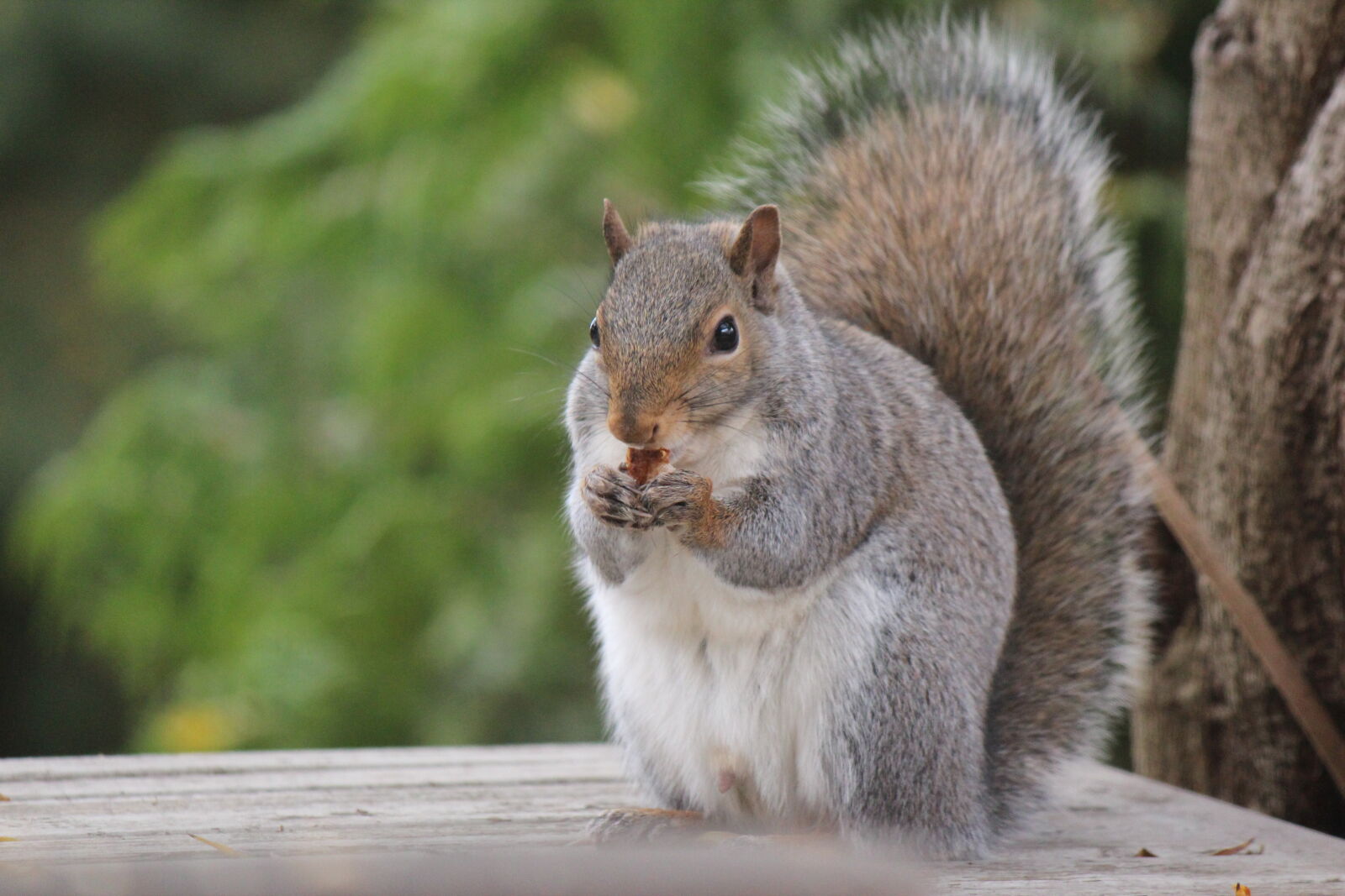 Canon EF-S 55-250mm F4-5.6 IS sample photo. Eastern, grey, squirrel, squirrel photography