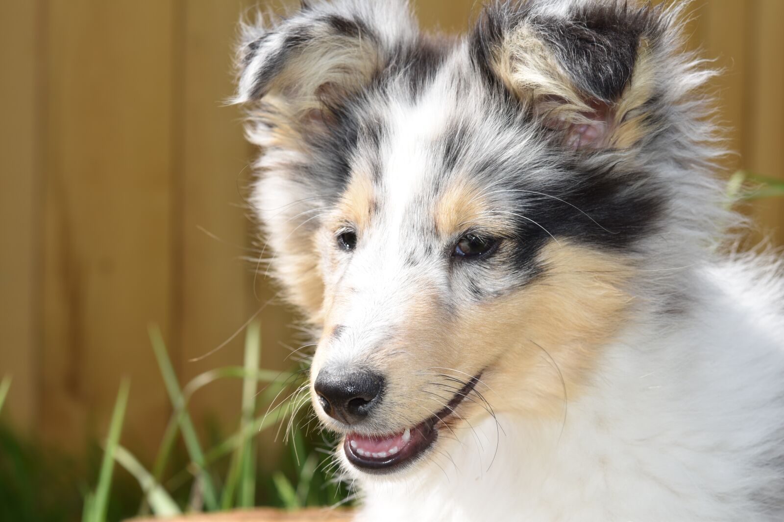 Nikon D5600 sample photo. Dog, puppy, young female photography