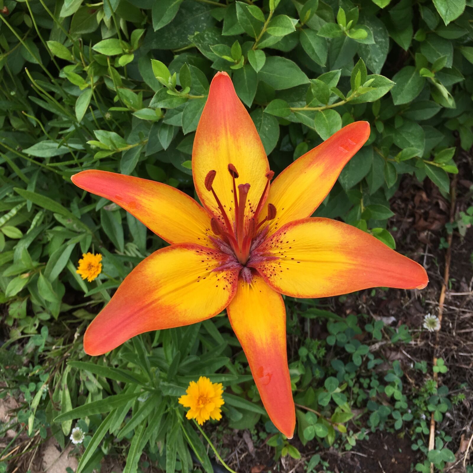 Apple iPhone 6s Plus sample photo. Lily, tiger lily, flower photography