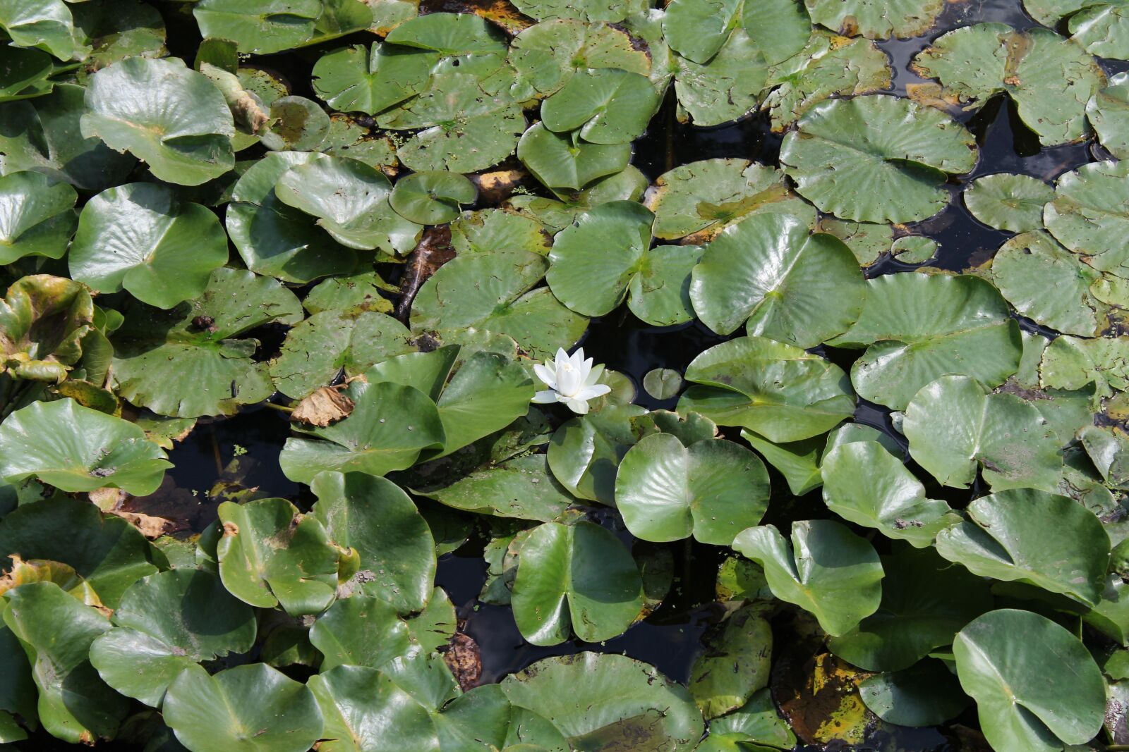 Canon EOS 1200D (EOS Rebel T5 / EOS Kiss X70 / EOS Hi) sample photo. Lilly, pad, flower photography