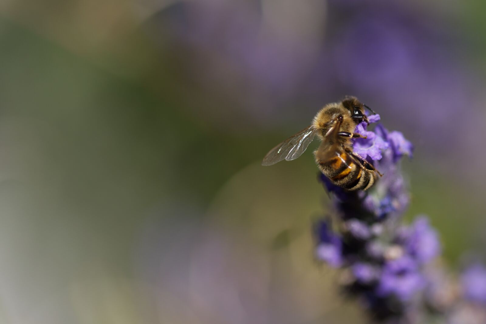Nikon D500 sample photo. Nature, wasp, garden photography