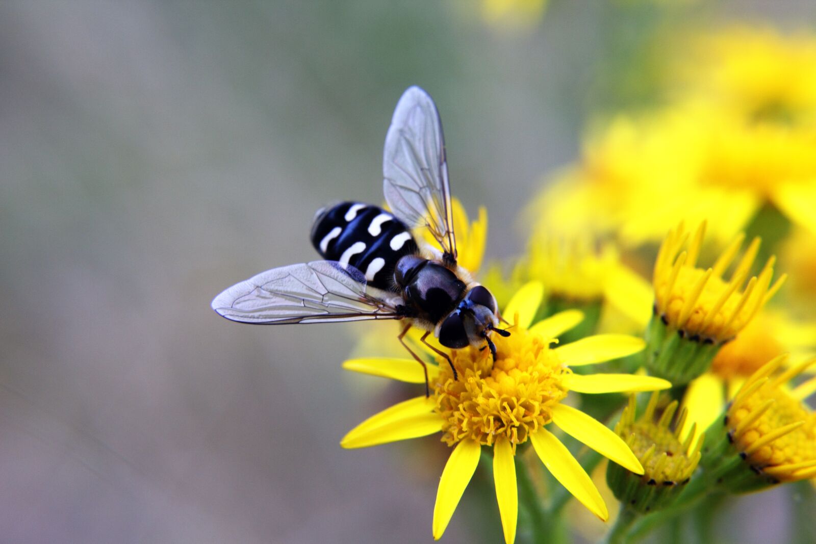 Canon EOS 550D (EOS Rebel T2i / EOS Kiss X4) sample photo. Animal, bloom, blossom, blur photography