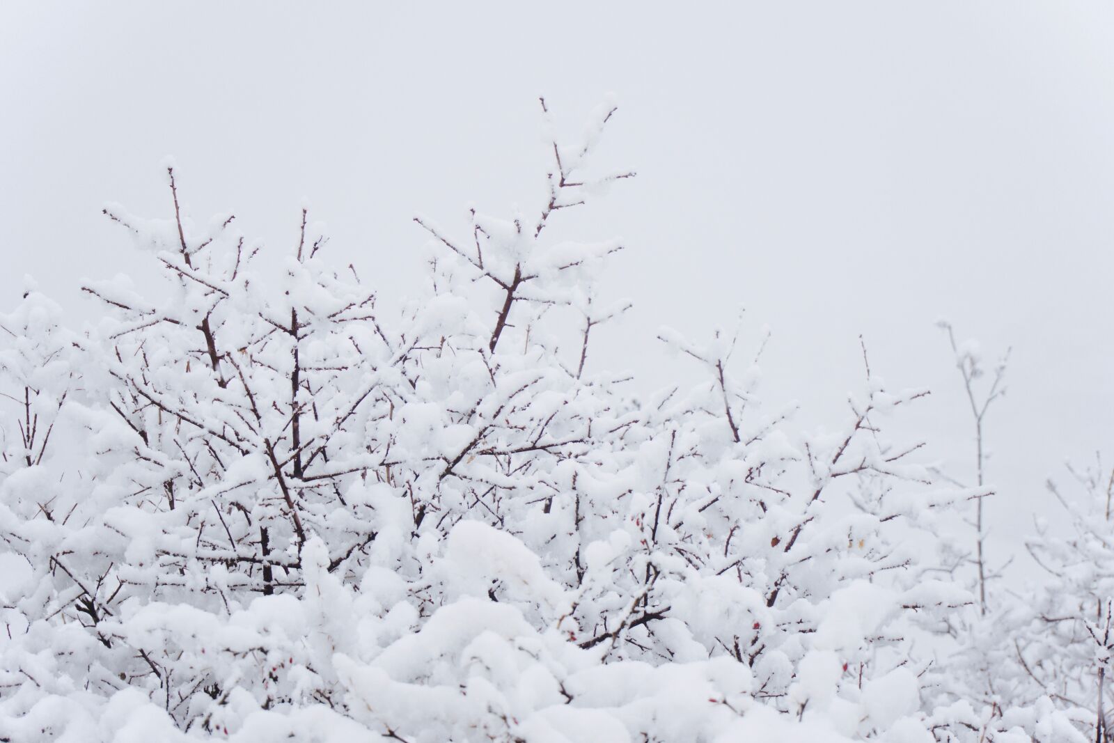 Sony a6000 sample photo. Winter, snow, white photography