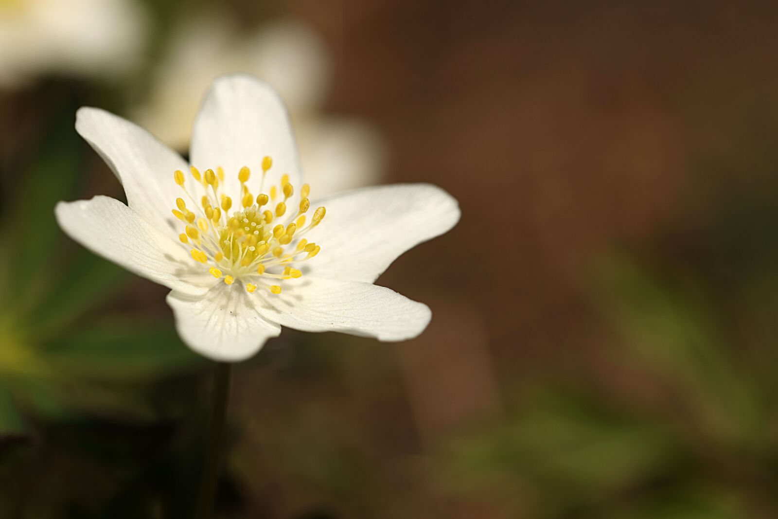 Canon EOS R sample photo. Anemone, flower, spring photography