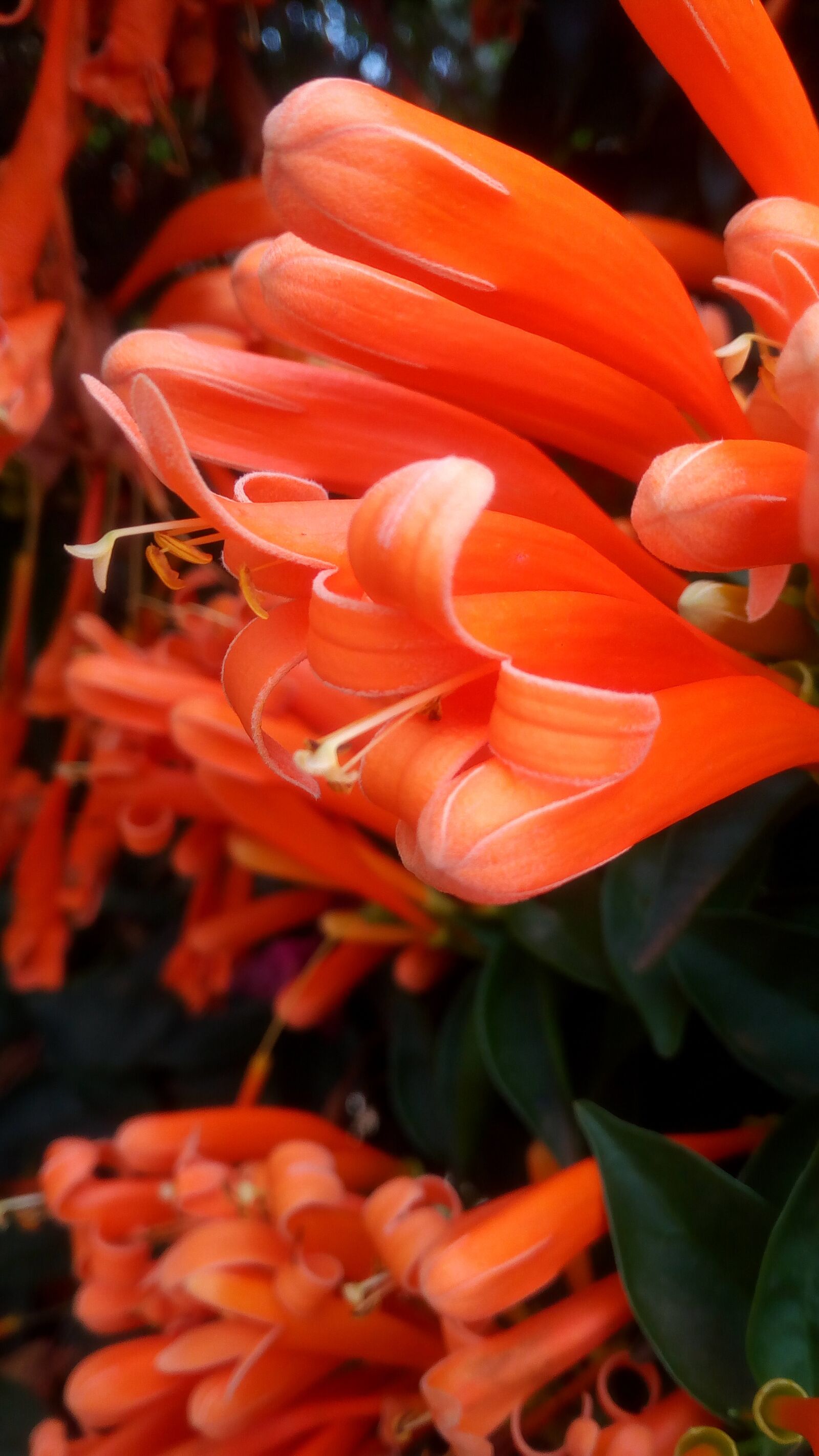 Infinix NOTE 2 LTE sample photo. Nature, flower, camera photography