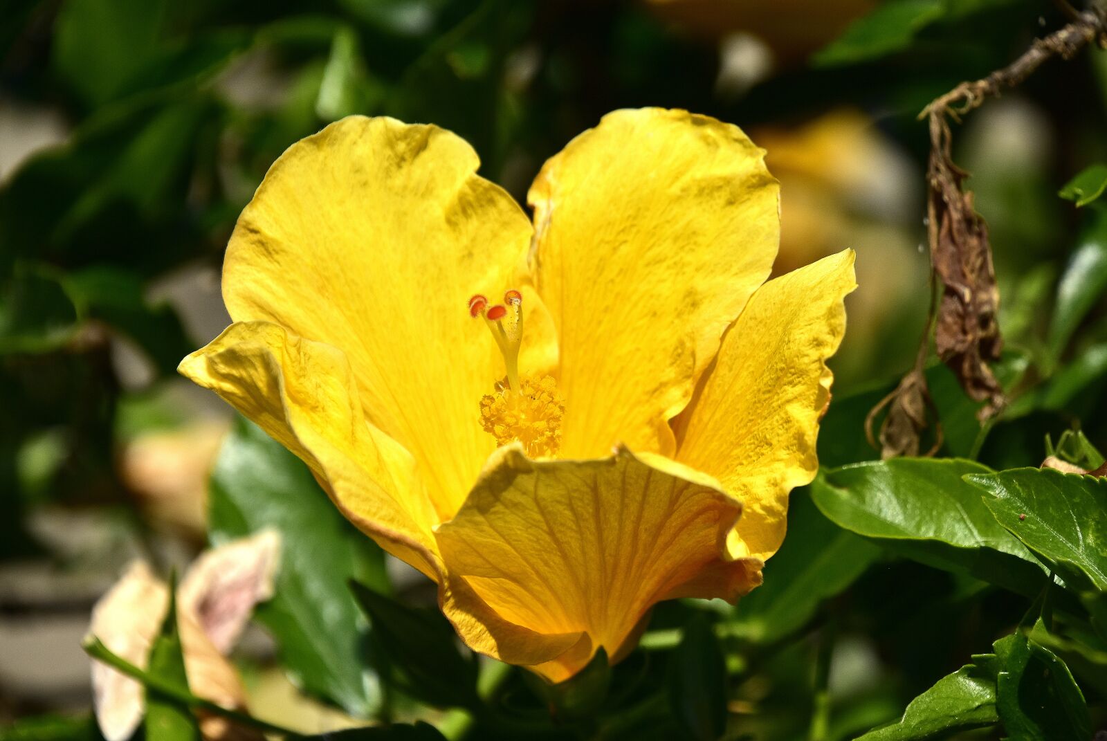 Nikon D7200 sample photo. Flowers, garden, nature photography
