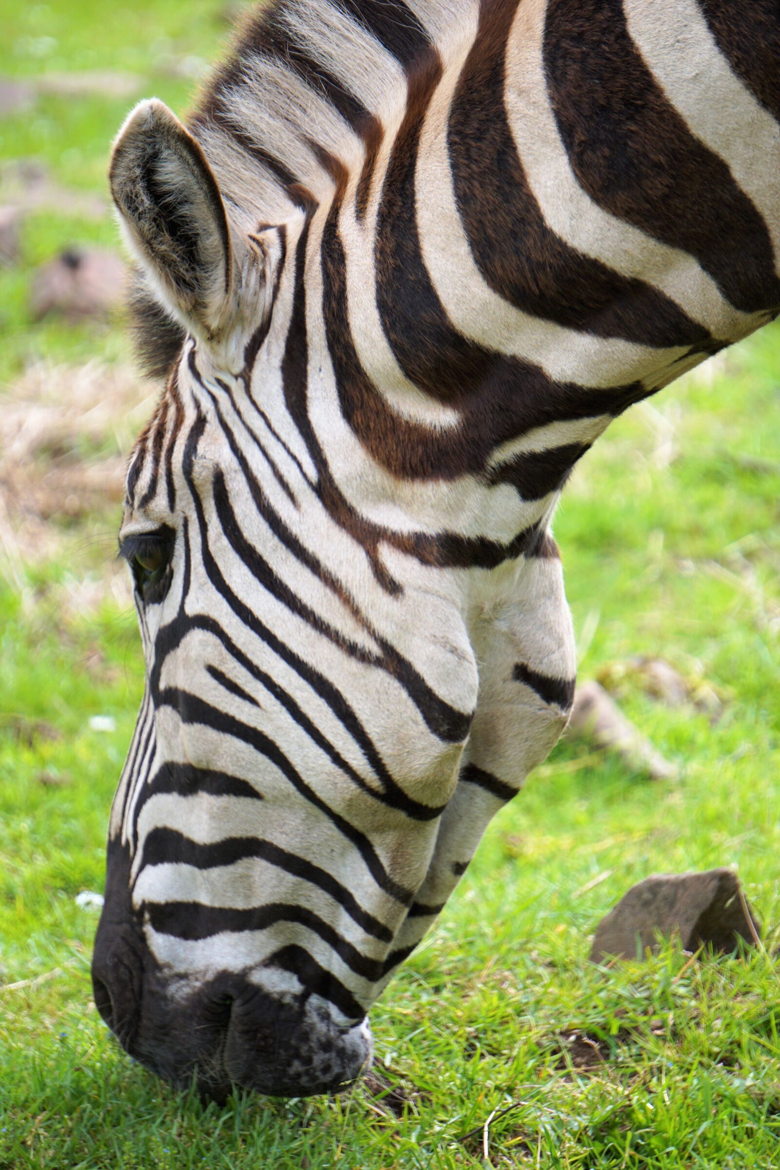 Sony E 55-210mm F4.5-6.3 OSS sample photo. Wildlife park, zoo, belgium photography