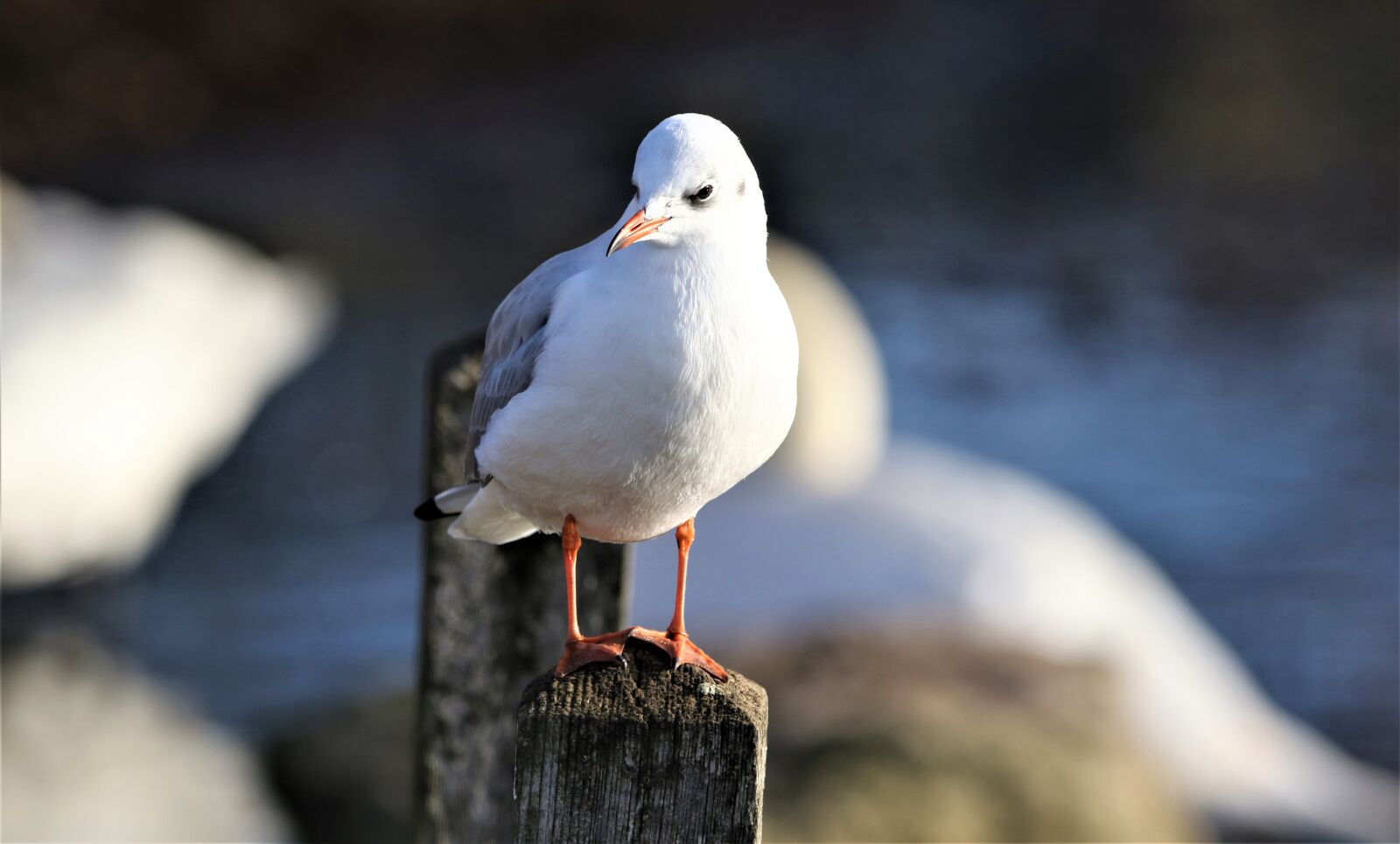 150-600mm F5-6.3 DG OS HSM | Contemporary 015 sample photo. Seagull, gull, bird photography