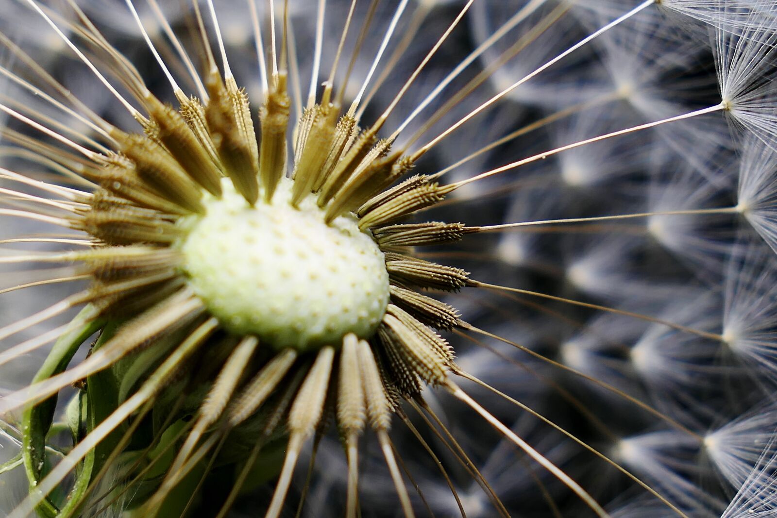 Panasonic Lumix DMC-LX10 (Lumix DMC-LX15) sample photo. Nature, flower, summer photography