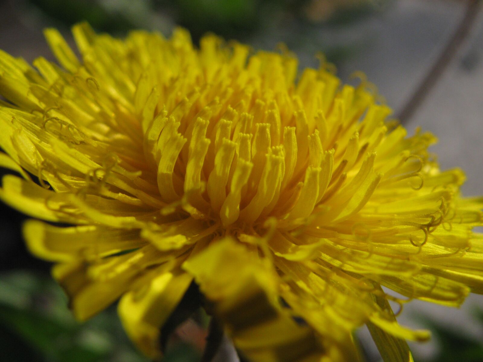 Желтый цветок с ворсинками