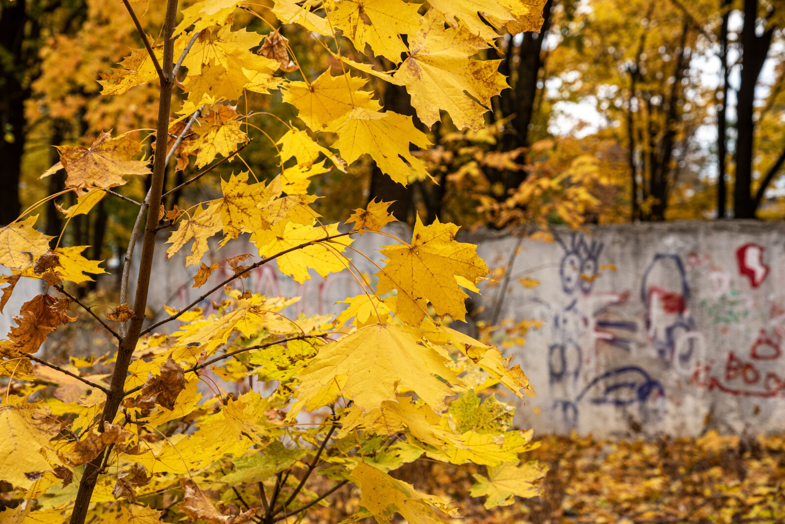 Nikon D750 sample photo