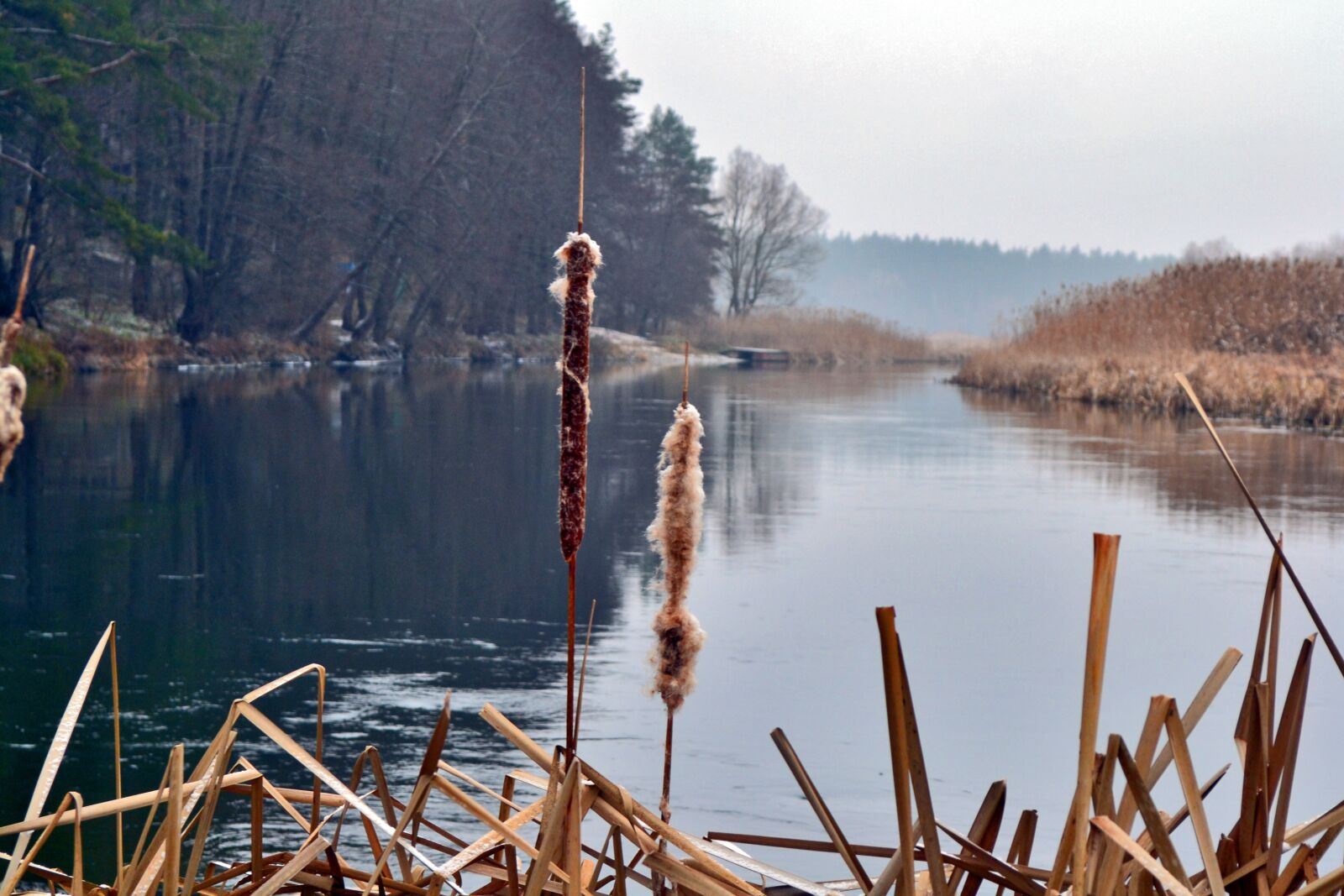 Nikon D3100 sample photo. Reed, river, nature photography