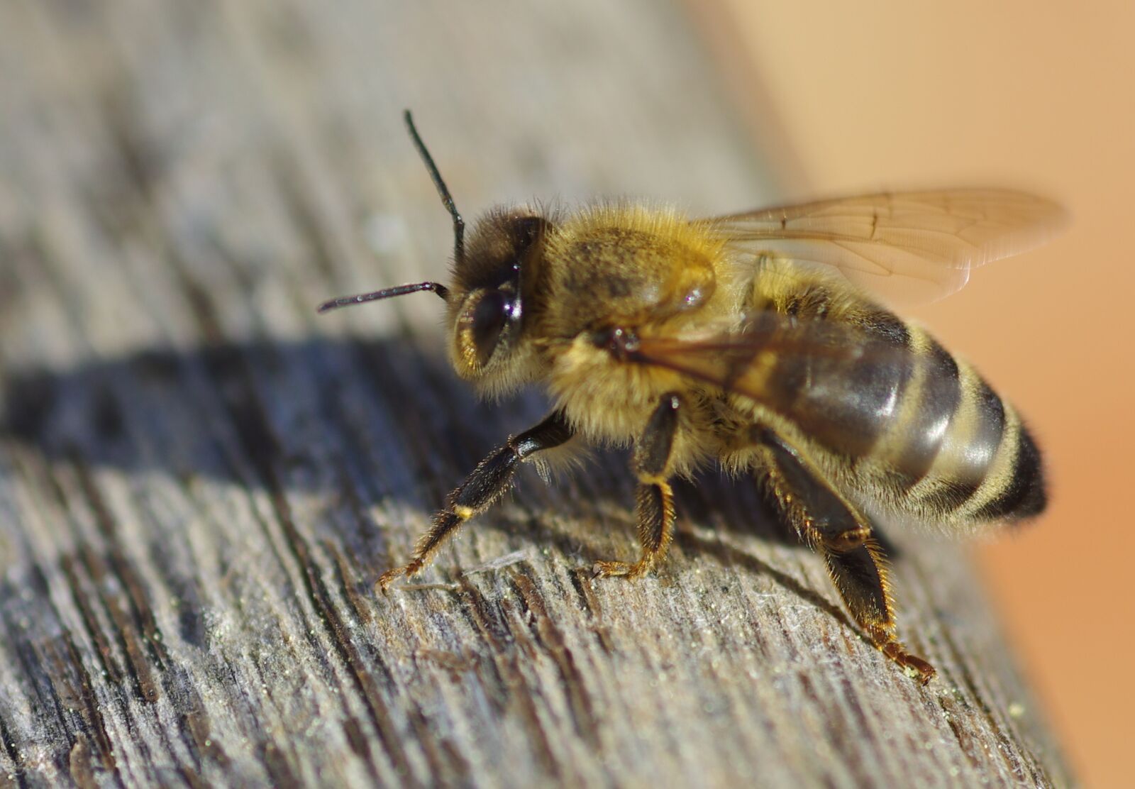 Pentax K-5 sample photo. Bee, sunshine, warmth photography