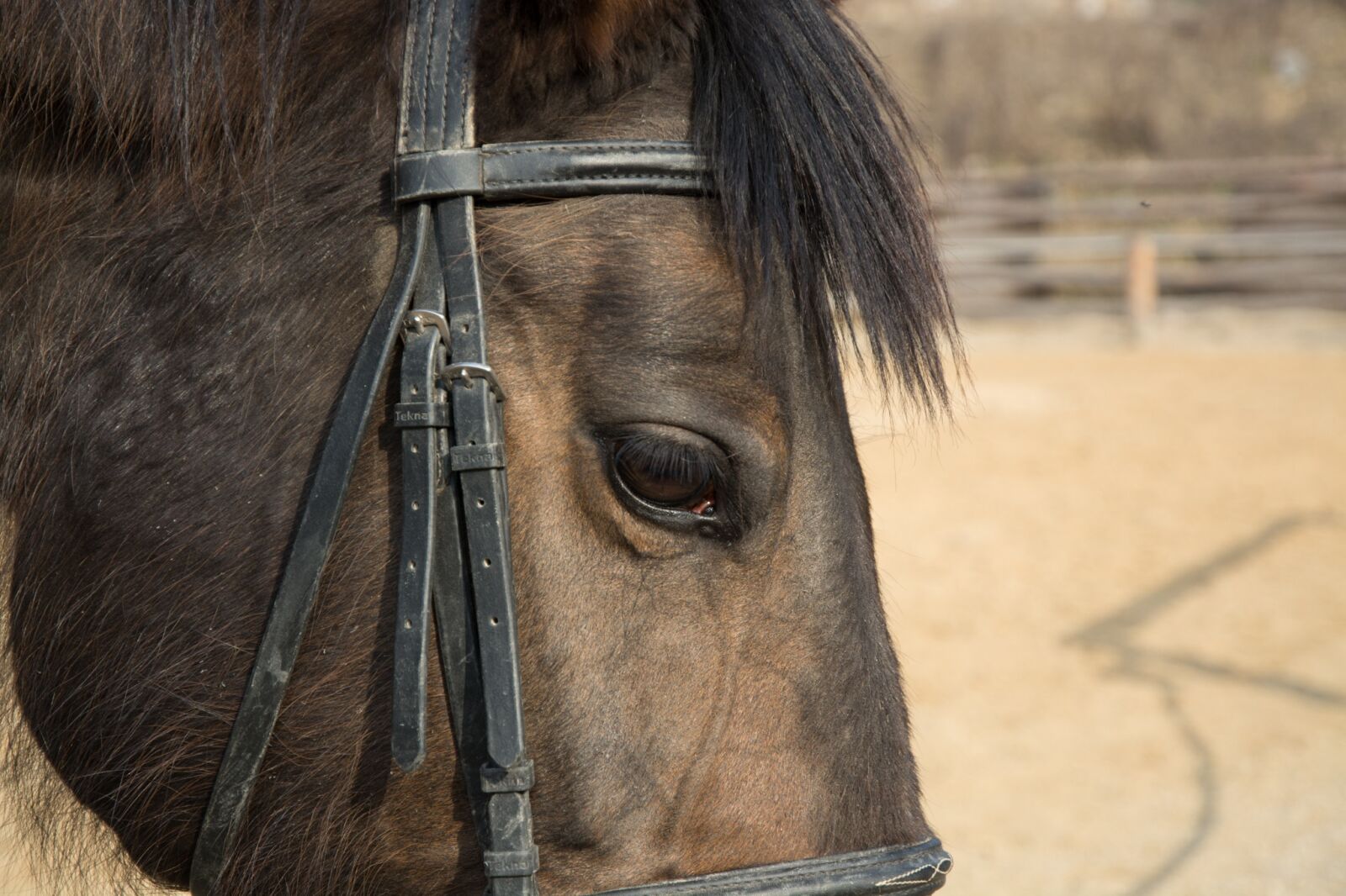 Nikon D7100 sample photo. Animal, horse, eye photography