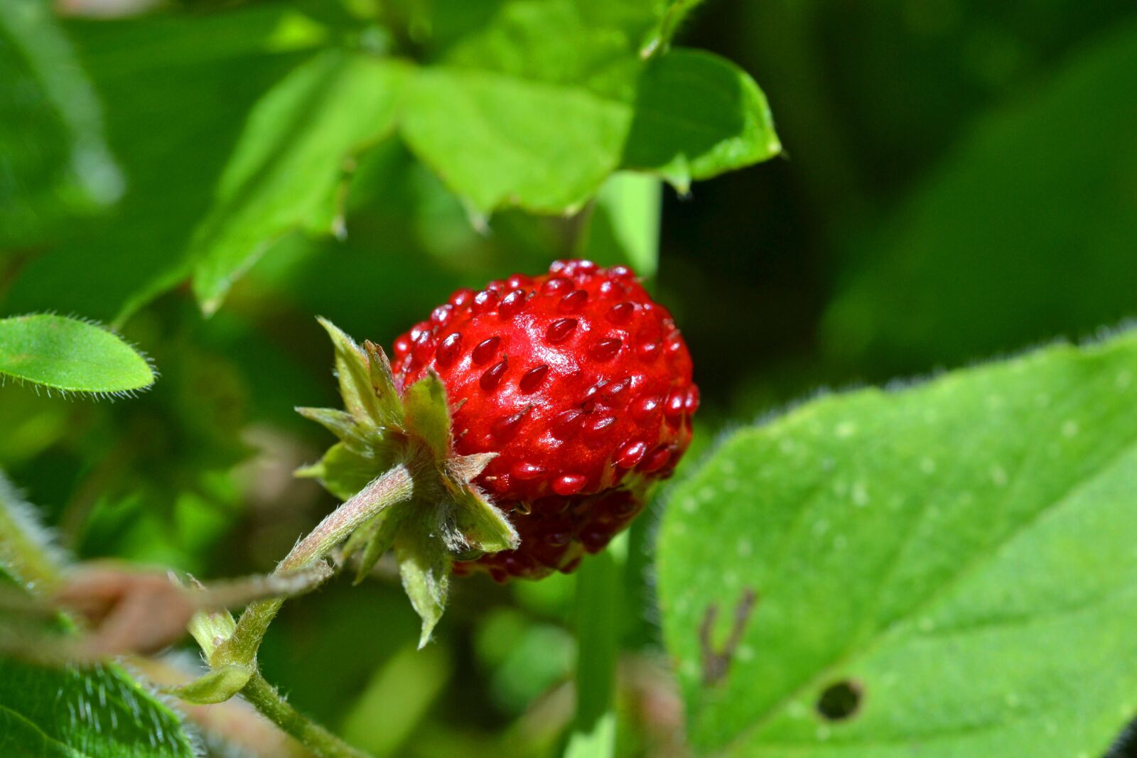 Nikon D3100 sample photo. Wild strawberry, strawberry, bio photography