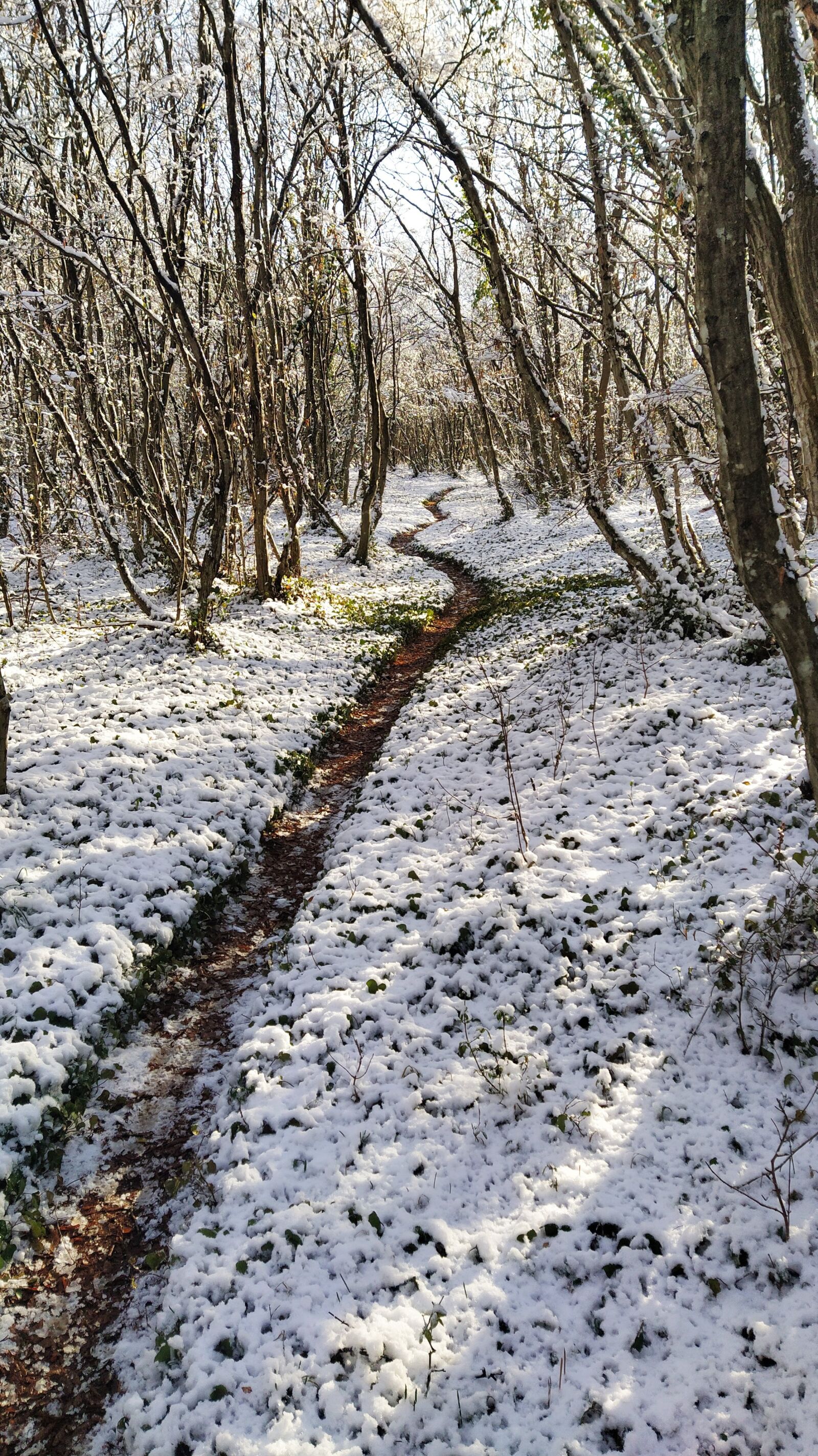 Xiaomi Mi A3 sample photo. Winter, snow, forest photography
