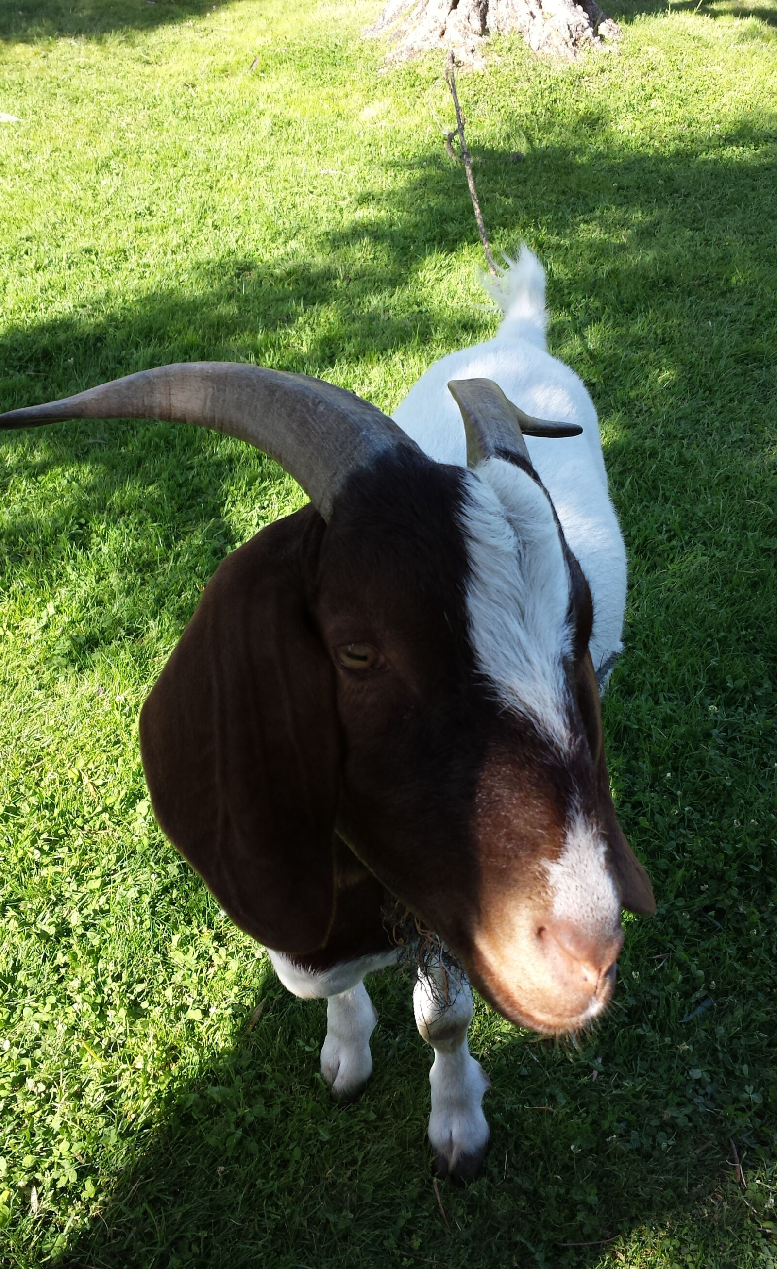 Samsung Galaxy S4 sample photo. Farm, animal, goat photography