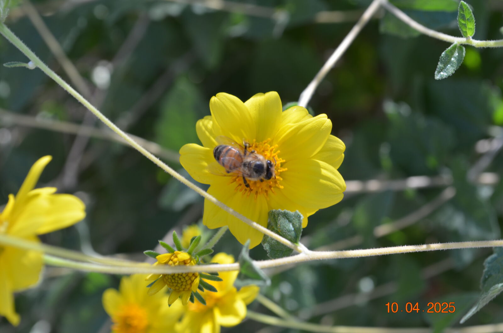 Nikon D5100 sample photo