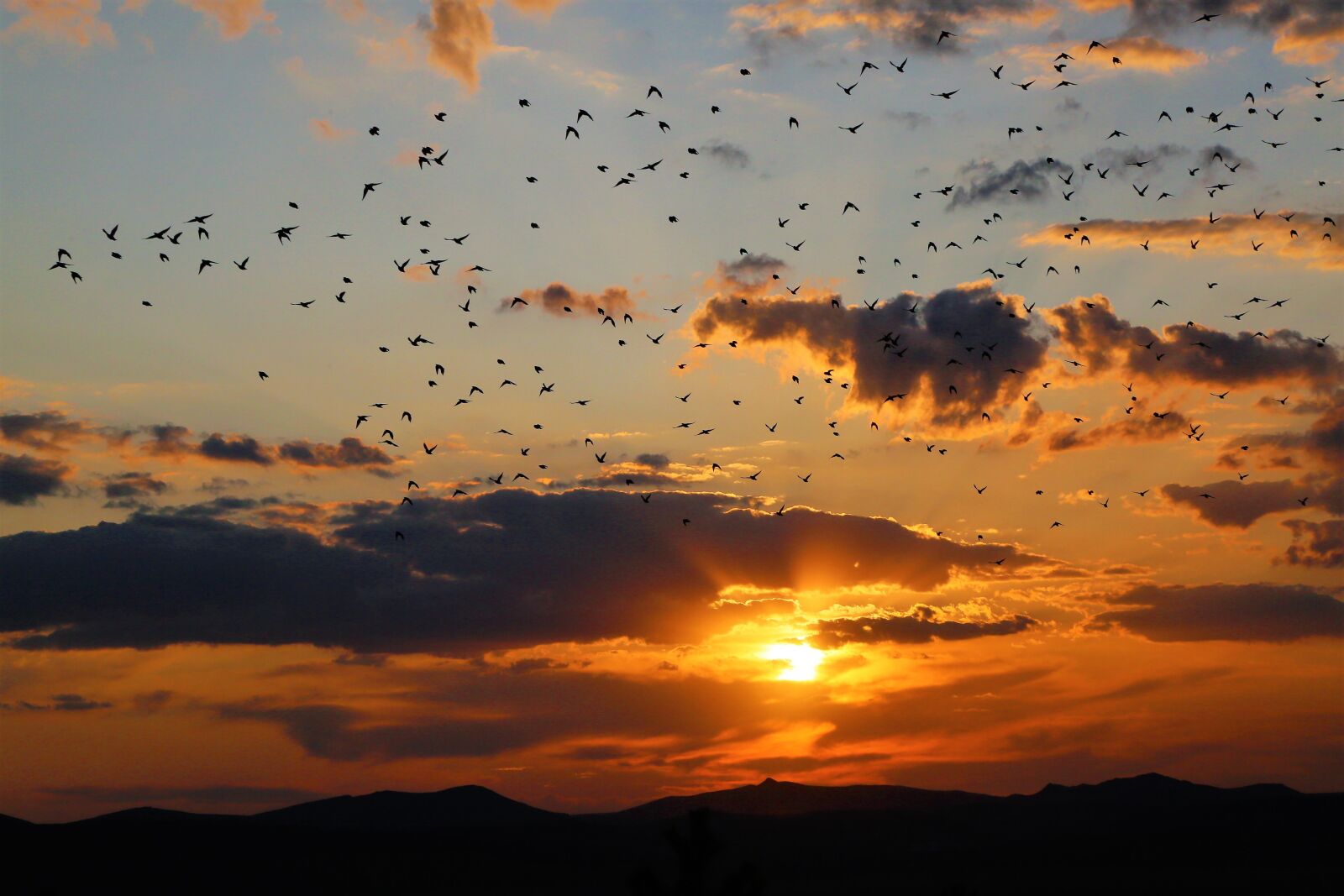Canon EF 24-105mm F4L IS USM sample photo. Sunset, birds, in the photography
