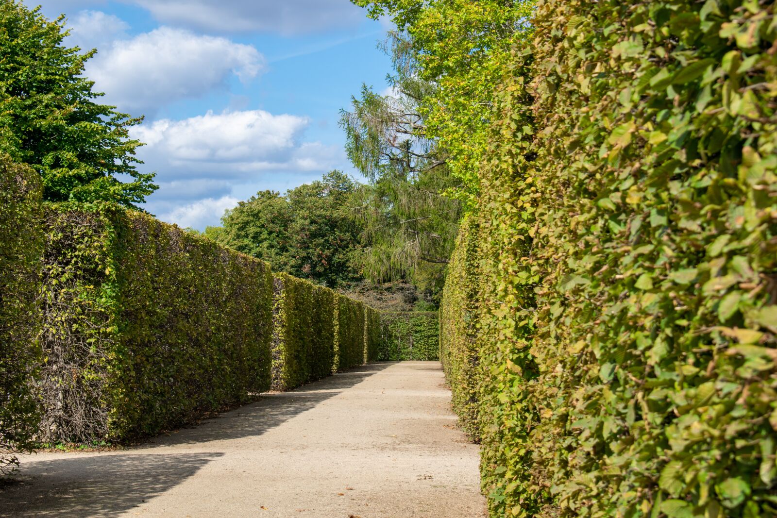 Nikon D5300 sample photo. Hedge, labyrinth, maze photography