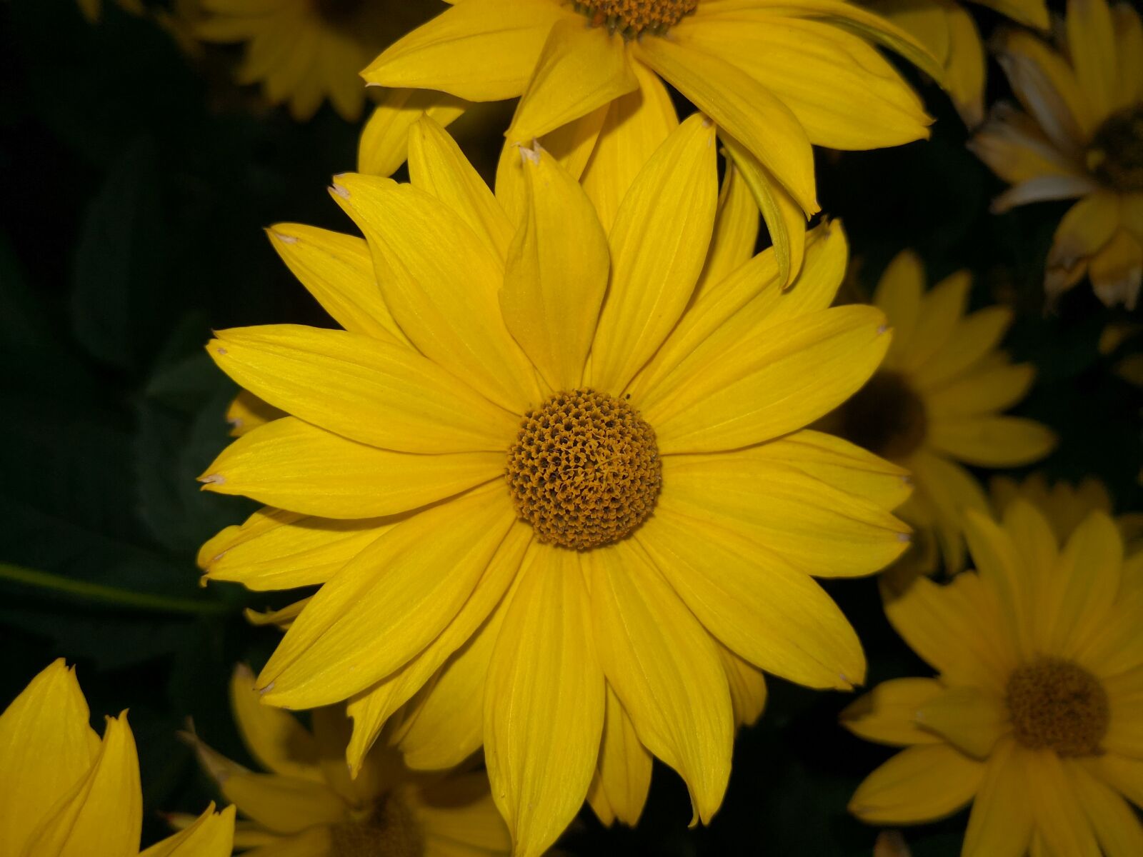 HUAWEI Mate 10 Pro sample photo. Autumn, flower, nature photography