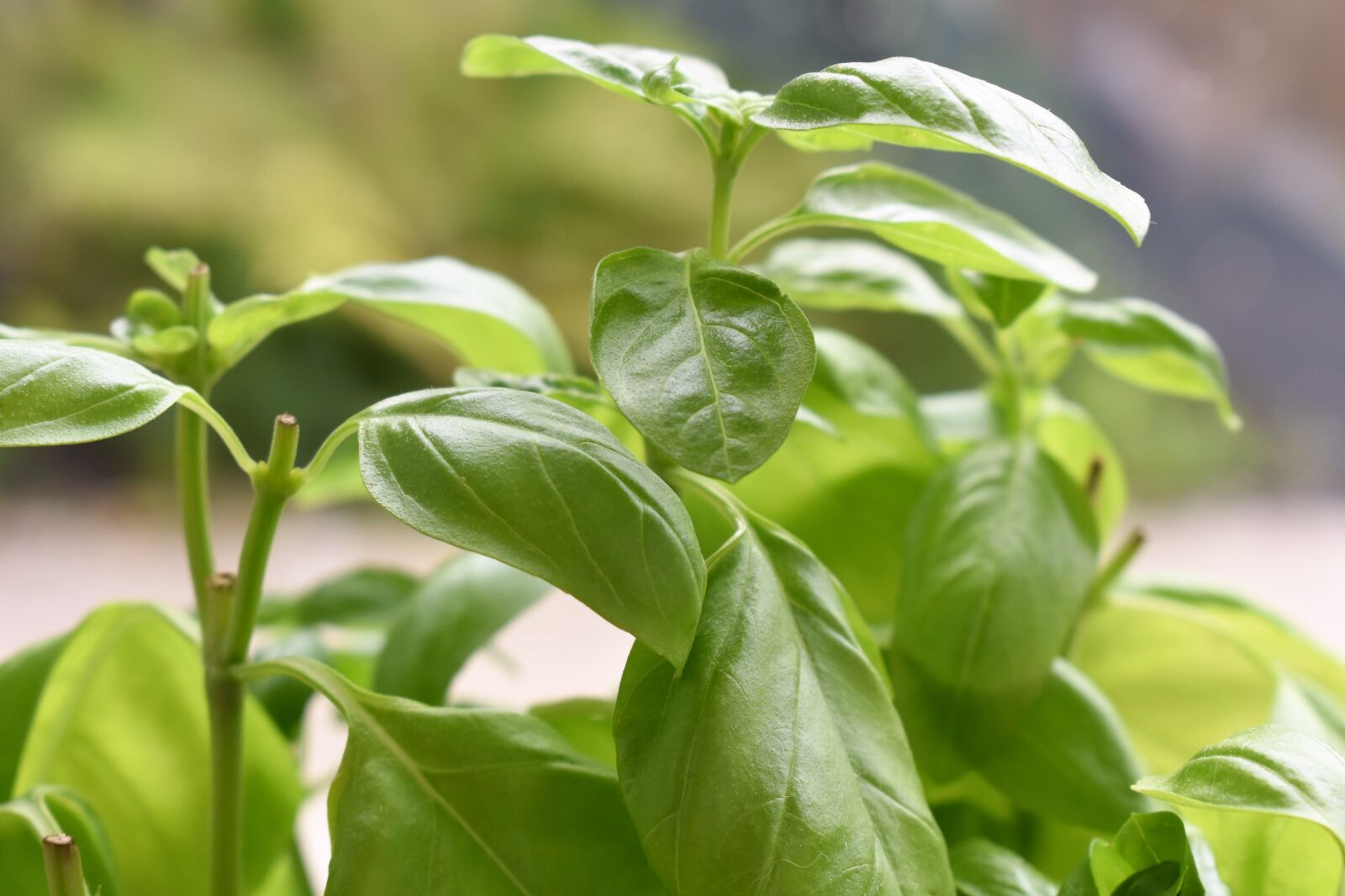 Nikon D5500 sample photo. Basil, plant, herbs photography