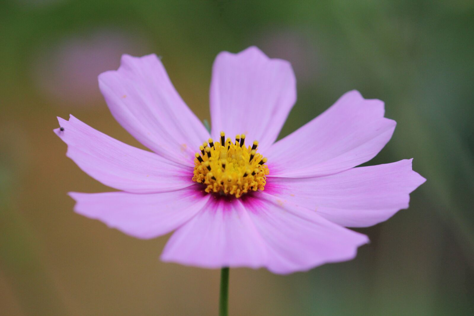 Canon EOS 550D (EOS Rebel T2i / EOS Kiss X4) sample photo. Nature, flower, plant photography