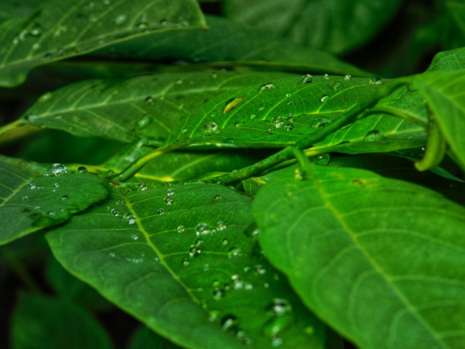 Nikon Coolpix L840 sample photo. Water, drops, leafs photography