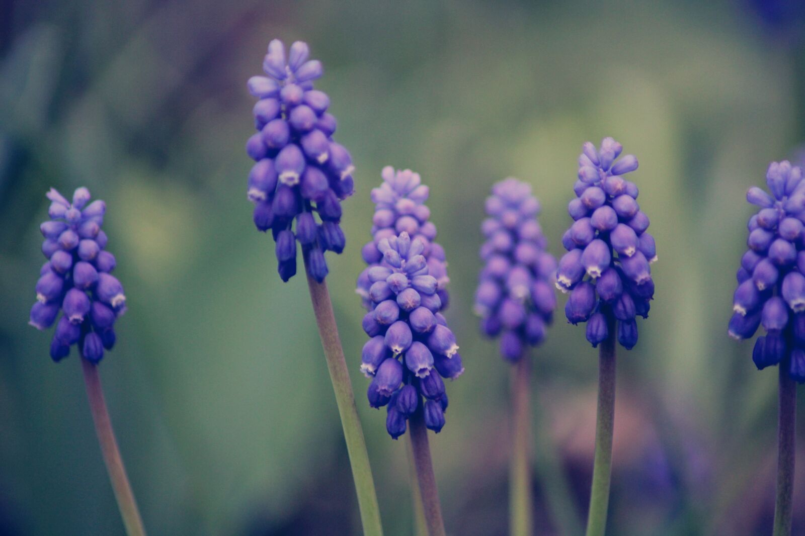 Canon EOS 2000D (EOS Rebel T7 / EOS Kiss X90 / EOS 1500D) sample photo. Hyacinth, flowers, spring flower photography