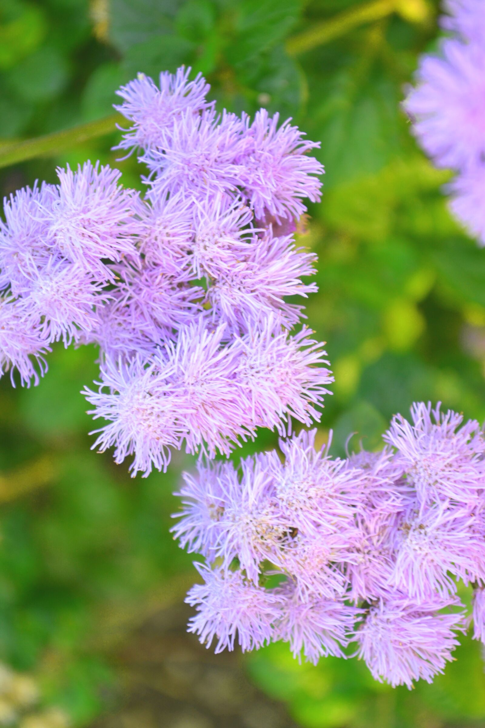 Nikon D3100 sample photo. Purple, blossom, bloom photography