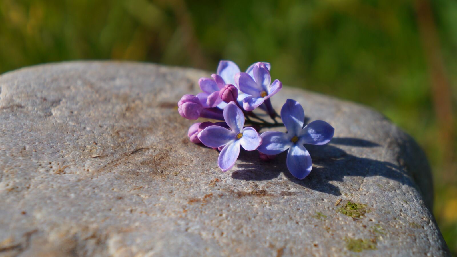 Sony Alpha a3000 + Sony E 18-55mm F3.5-5.6 OSS sample photo. Nature, plants, stone photography