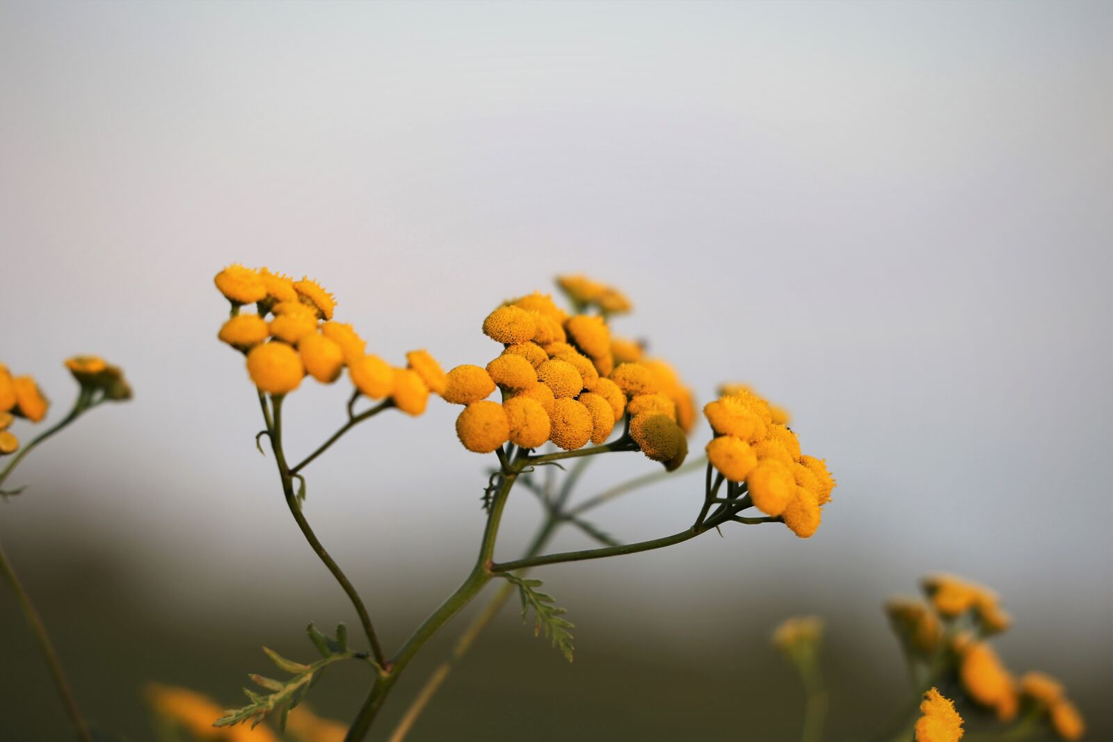 Canon EOS 6D sample photo. Immortelle, helichrysum, flower photography