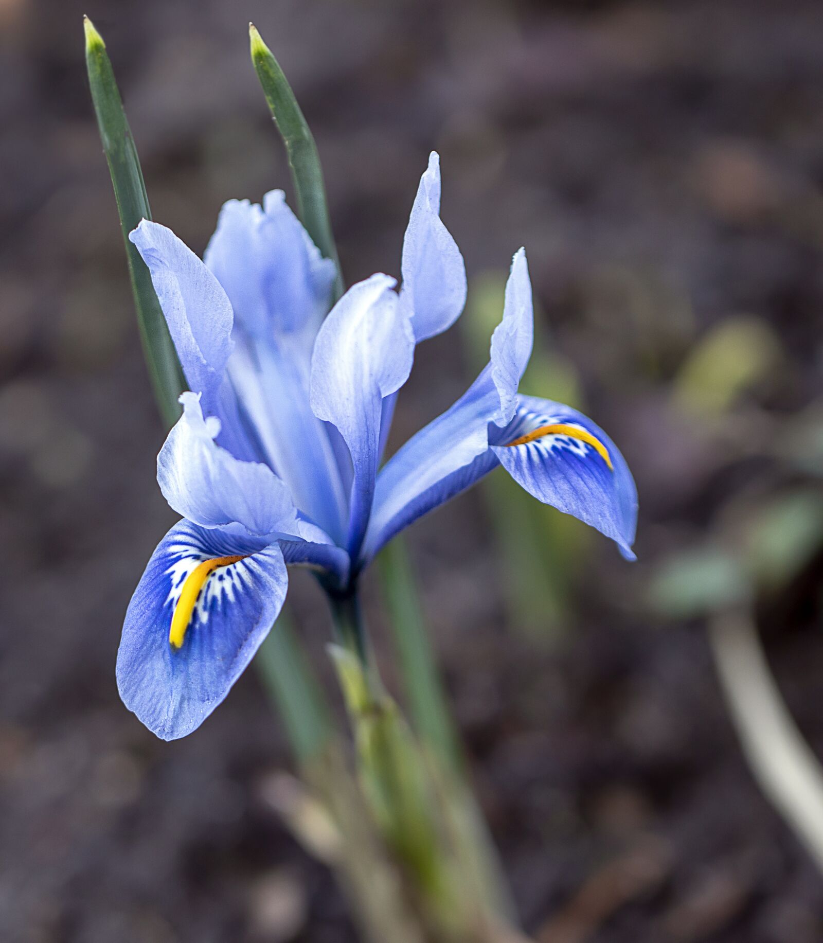 Canon EOS 800D (EOS Rebel T7i / EOS Kiss X9i) sample photo. Flower, iris, petals photography