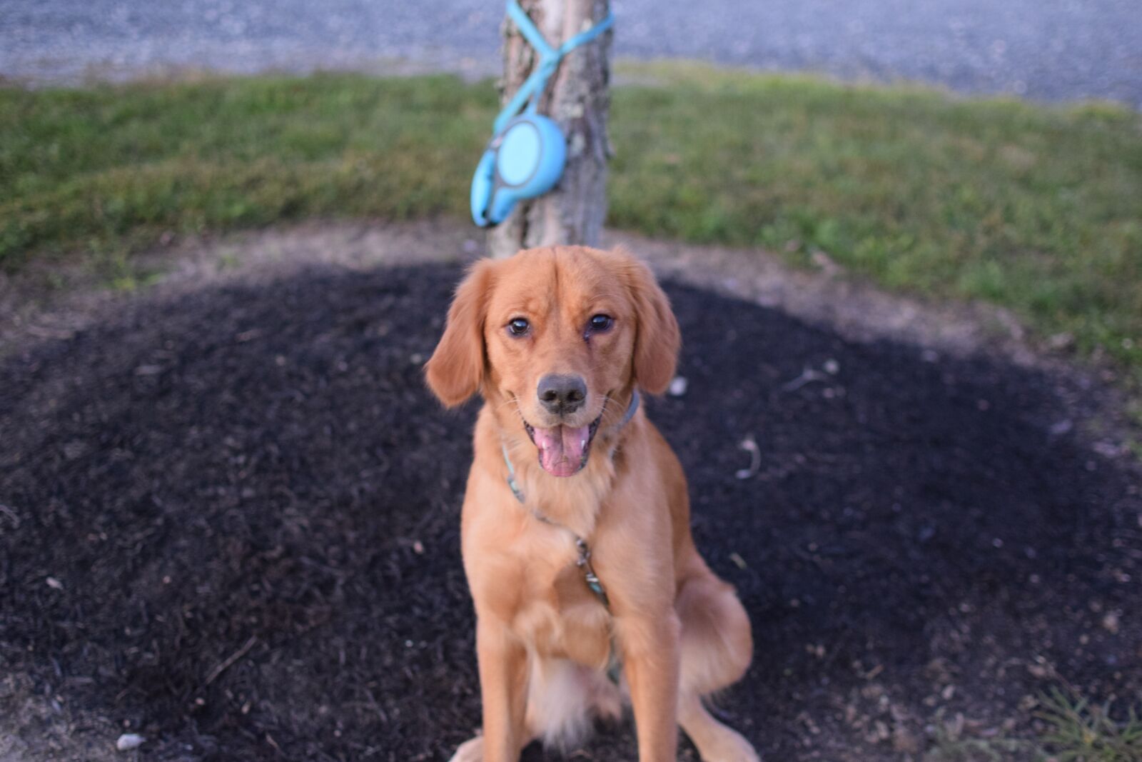Nikon D3300 sample photo. Golden retriever, dog, puppy photography