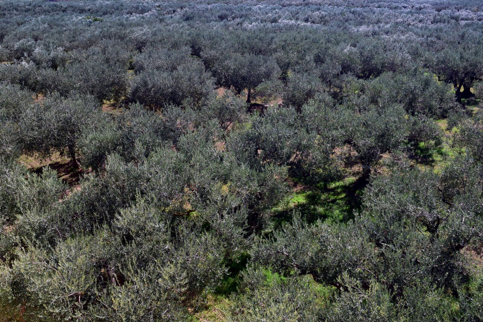Nikon D3300 sample photo. Olive trees, plantation, olive photography