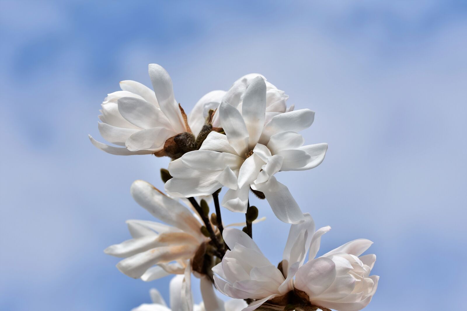 Nikon D7200 sample photo. Star magnolia, magnolia, fr photography