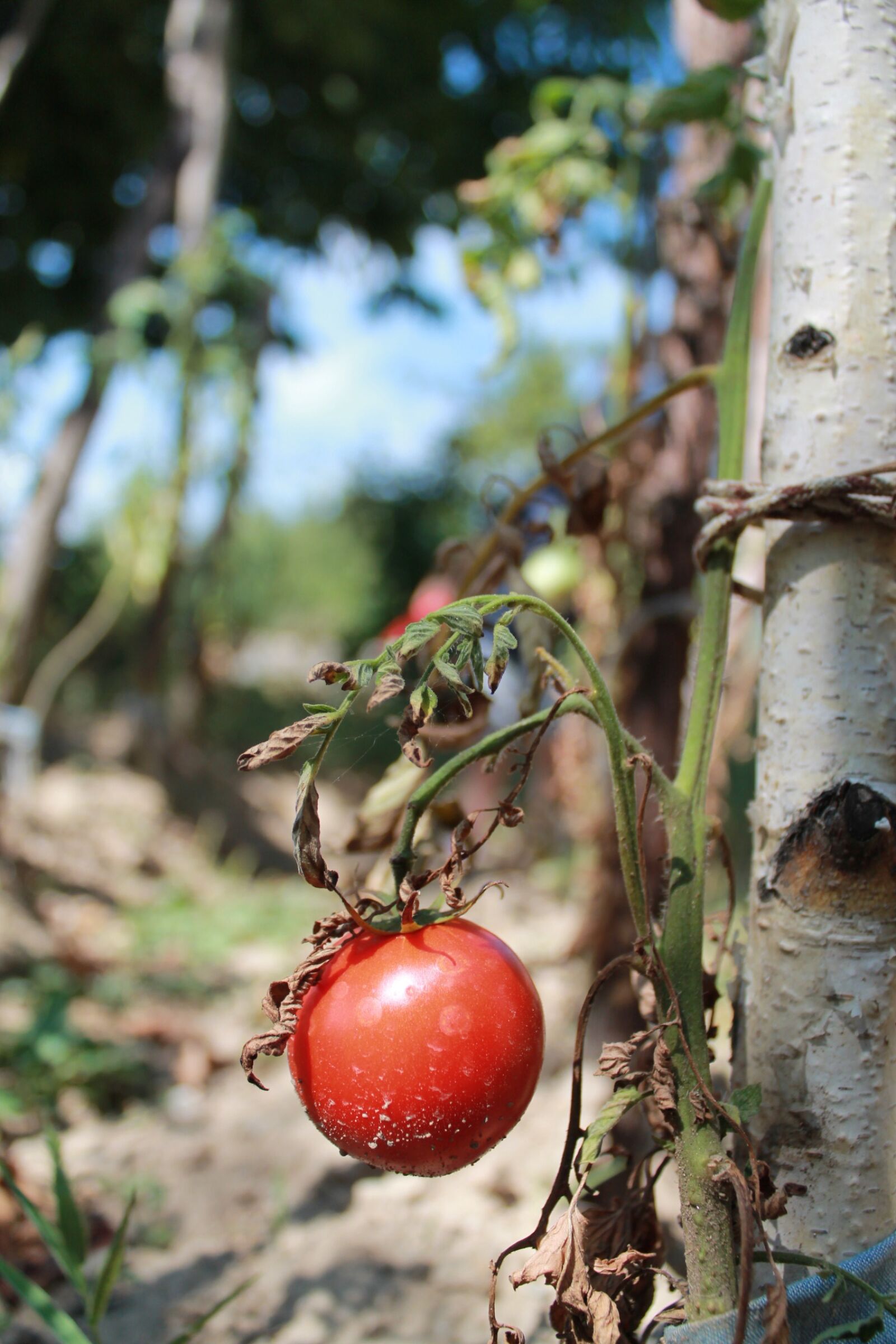 Canon EOS 1100D (EOS Rebel T3 / EOS Kiss X50) sample photo. Tomatoes, nature, vegetable photography