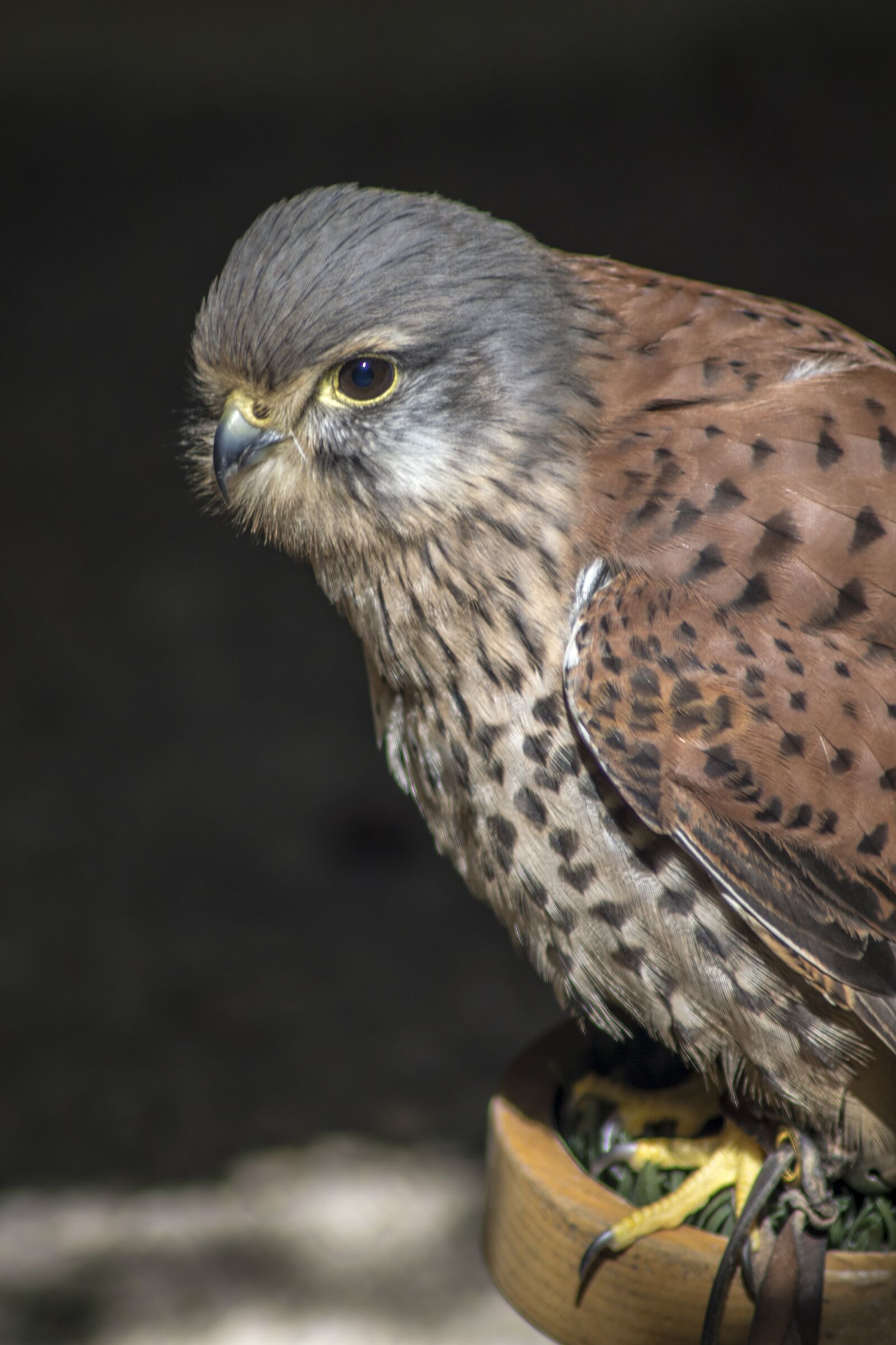 Nikon D3200 sample photo. Bird, hawk, kestrel photography