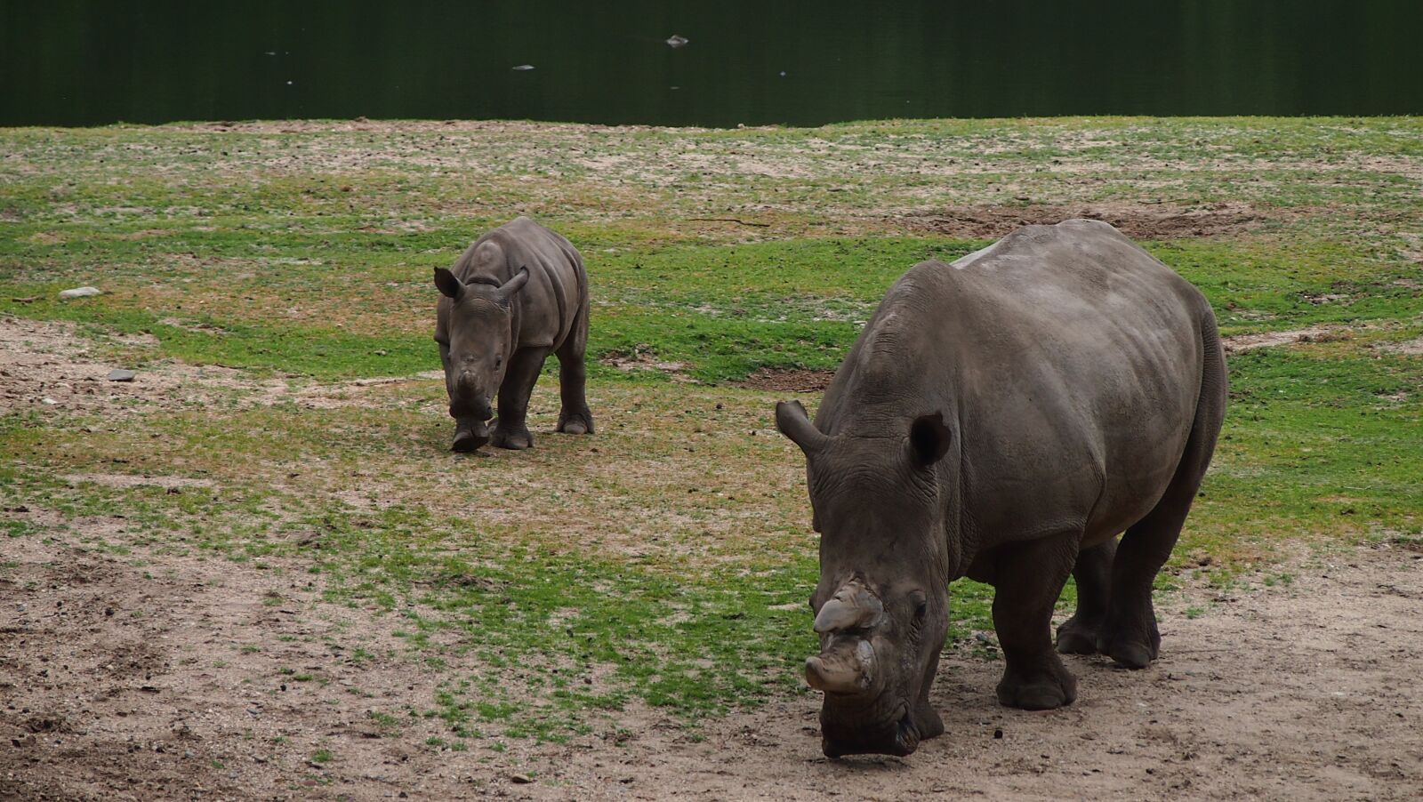 Olympus PEN E-PL3 sample photo. Rhino, rhino young, steppe photography